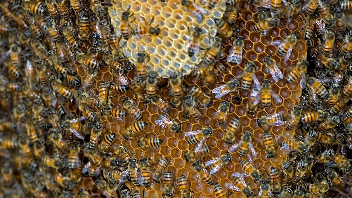 Afrikanische Killerbiene, Pantanal, Brasilien / (Apis mellifera) / Biene, Bienenschwarm, Bienenstock, Bienennest