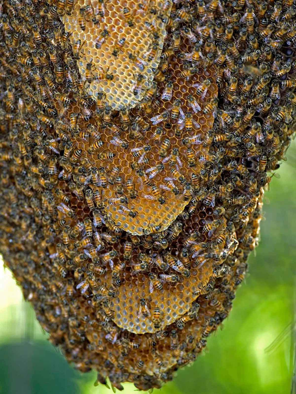 Afrikanische Killerbiene, Pantanal, Brasilien / (Apis mellifera) / Biene, Bienenschwarm, Bienenstock, Bienennest
