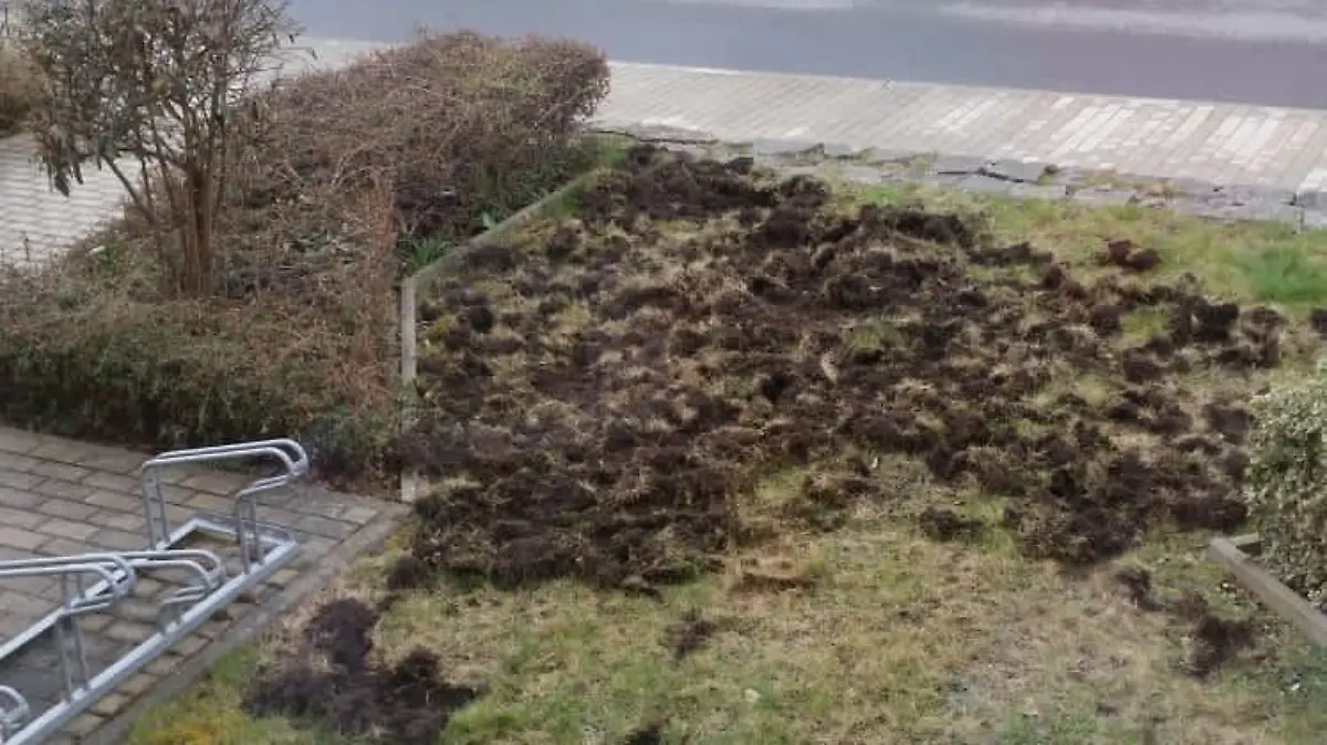 Wildschweine wüten in Gärten in Hörlitz