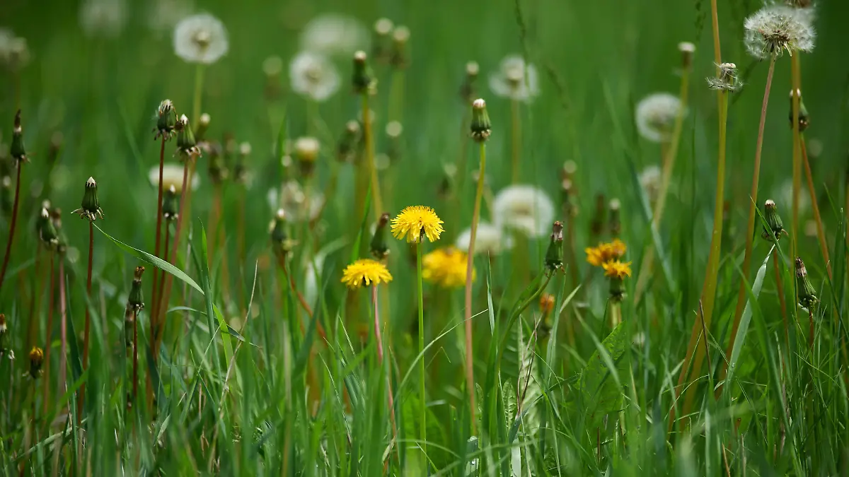 News Bilder des Tages the white dandelions on green nature background Copyright: xVitaliixKliuievVitleox