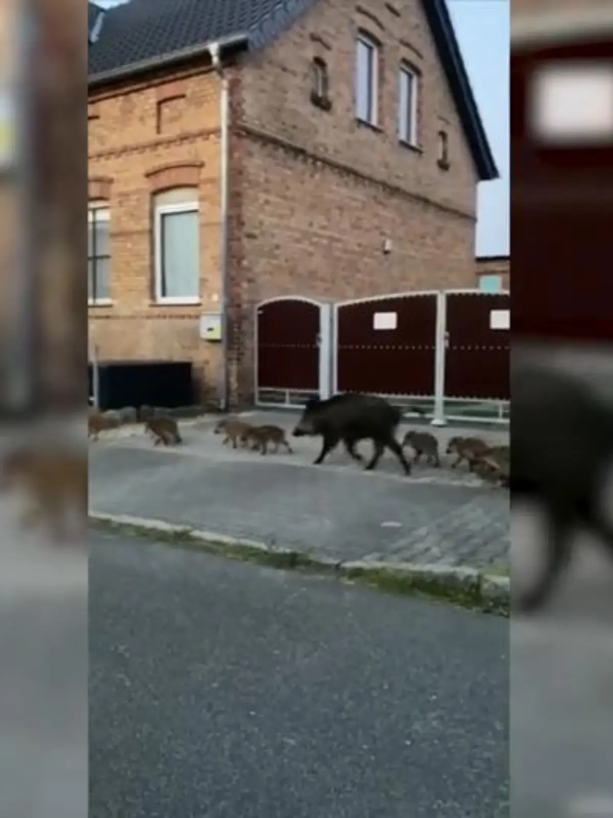 Bild zu: "Wildschweine umzingeln Spielplatz"