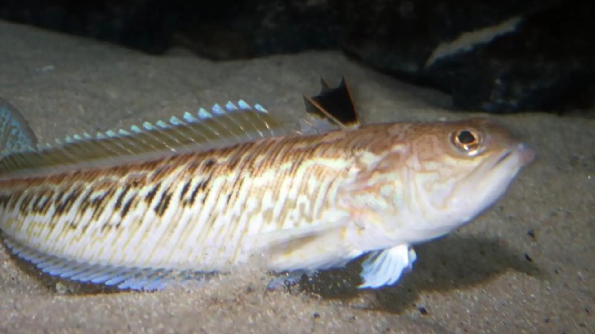 Giftfisch Petermännchen