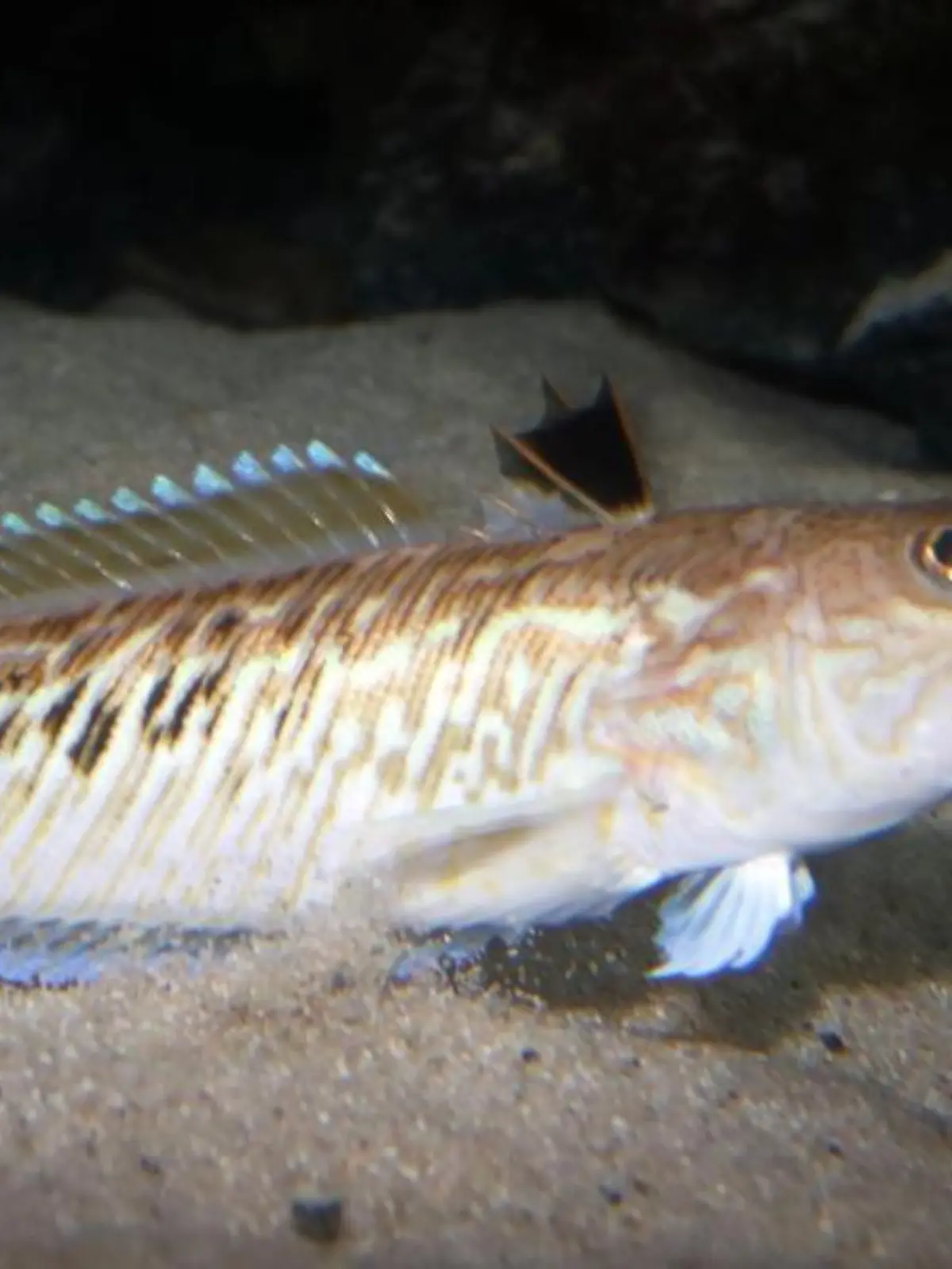 Giftfisch Petermännchen