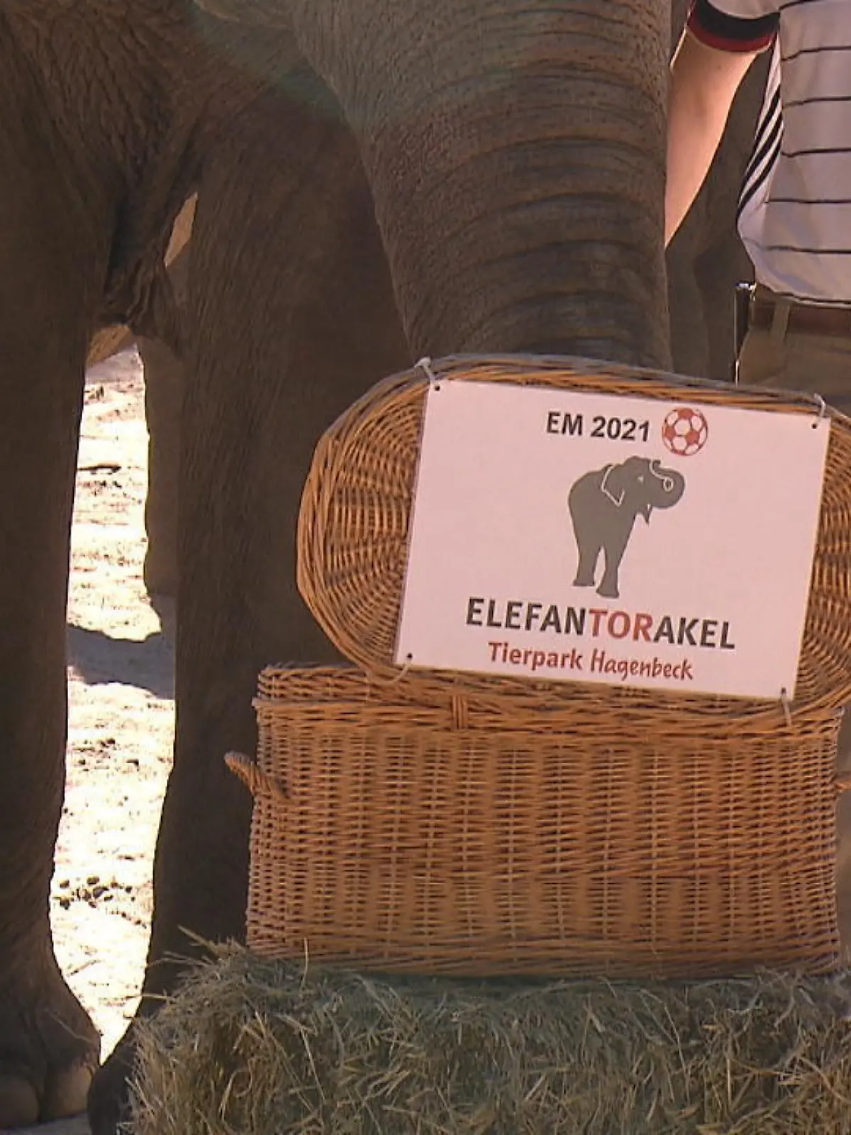 Elefantenorakel