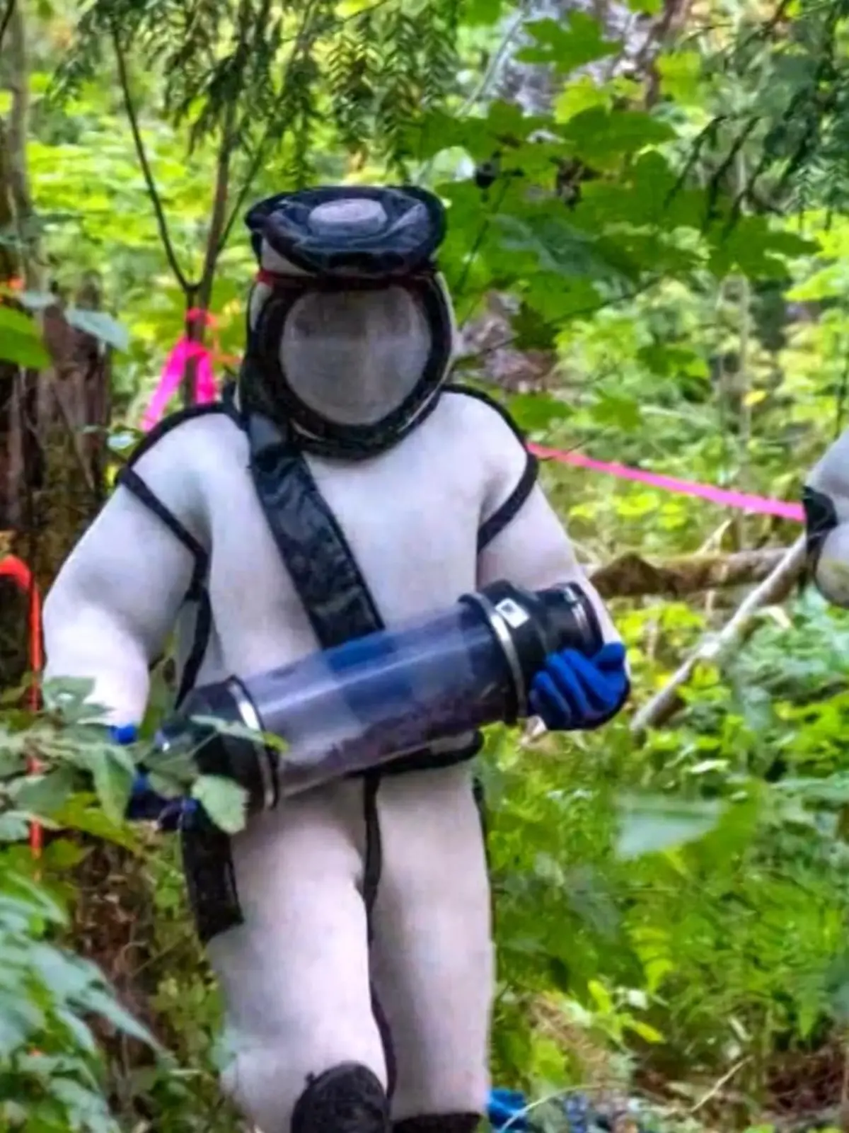 Bild zu: "USA: Nest von "Mörderhornissen" ausgemerzt"