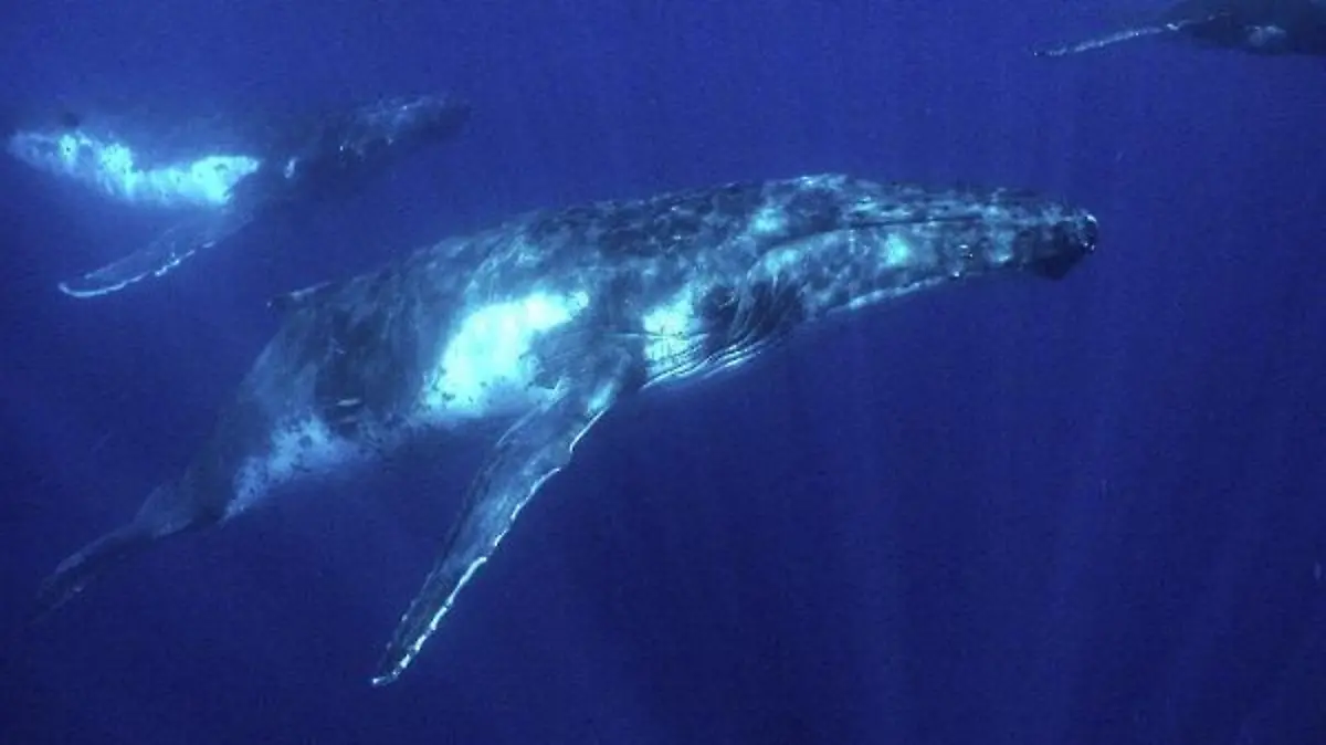 Buckelwale haben sich in der Nähe von Tonga versammelt, wo sie ihre Jungen zur Welt bringen (undatiertes WWF-Foto). Anschließend kehren sie wider in die Antarktis zurück. Genaue Zahlen über den Bestand an Walen sind kaum zu erhalten, doch ist unstrittig, dass bis zum weltweiten Walfangverbot 1986 jährlich Zehntausende Wale geschossen wurden. Und das Sterben dauert an: Bis zu 650000 Meeressäugetiere verenden jährlich im sogenannten Beifang der Weltfischerei. Etwa die Hälfte sind Robben, die andere Hälfte Waltiere. Zu dieser erschreckenden Bilanz kommen Wissenschaftler nach Hochrechnungen anlässlich der 55. Jahrestagung der Internationalen Walfang Kommission (IWC) in Berlin. Vom bis zu 16 Meter Buckelwal gibt es laut Umweltorganisation WWF noch rund 28000 Tiere.