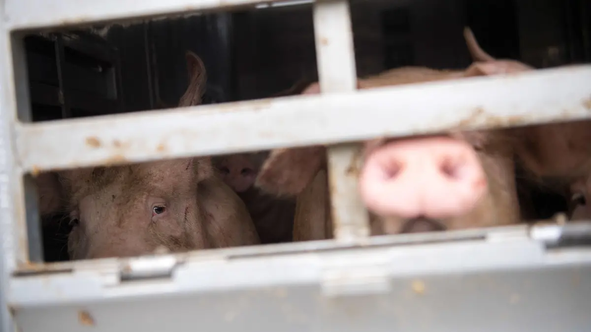 ARCHIV - 03.05.2018, Baden-Württemberg, Walldorf: Ein Schwein schaut während einer Schwerpunktkontrolle Tiertransport an der Autobahn A5 aus einem Tiertransporter. (zu dpa «EU-Parlament pocht auf mehr Kontrollen bei Tiertransporten» vom 14.02.2019) Foto: Sebastian Gollnow/dpa +++ dpa-Bildfunk +++