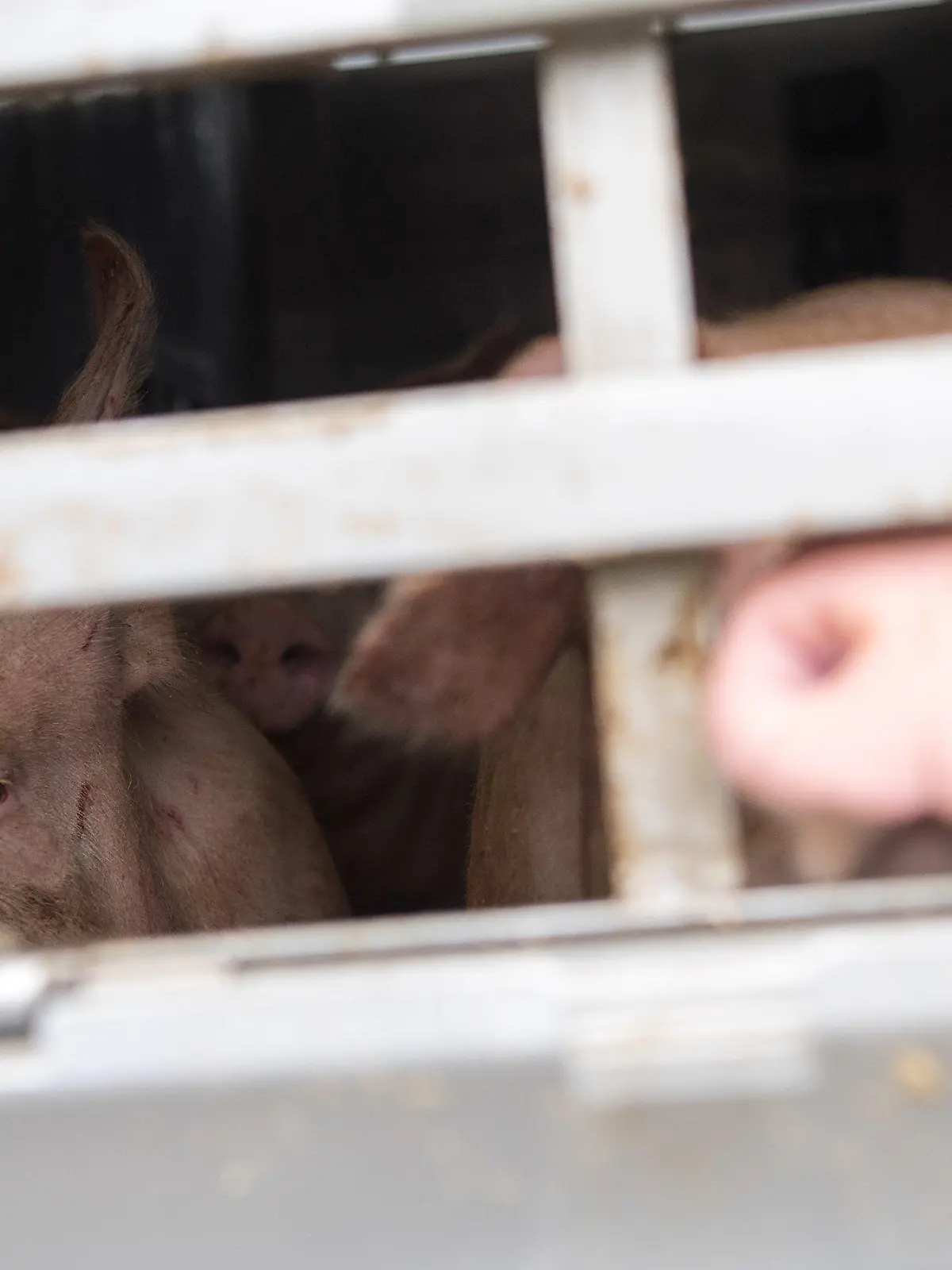 ARCHIV - 03.05.2018, Baden-Württemberg, Walldorf: Ein Schwein schaut während einer Schwerpunktkontrolle Tiertransport an der Autobahn A5 aus einem Tiertransporter. (zu dpa «EU-Parlament pocht auf mehr Kontrollen bei Tiertransporten» vom 14.02.2019) Foto: Sebastian Gollnow/dpa +++ dpa-Bildfunk +++