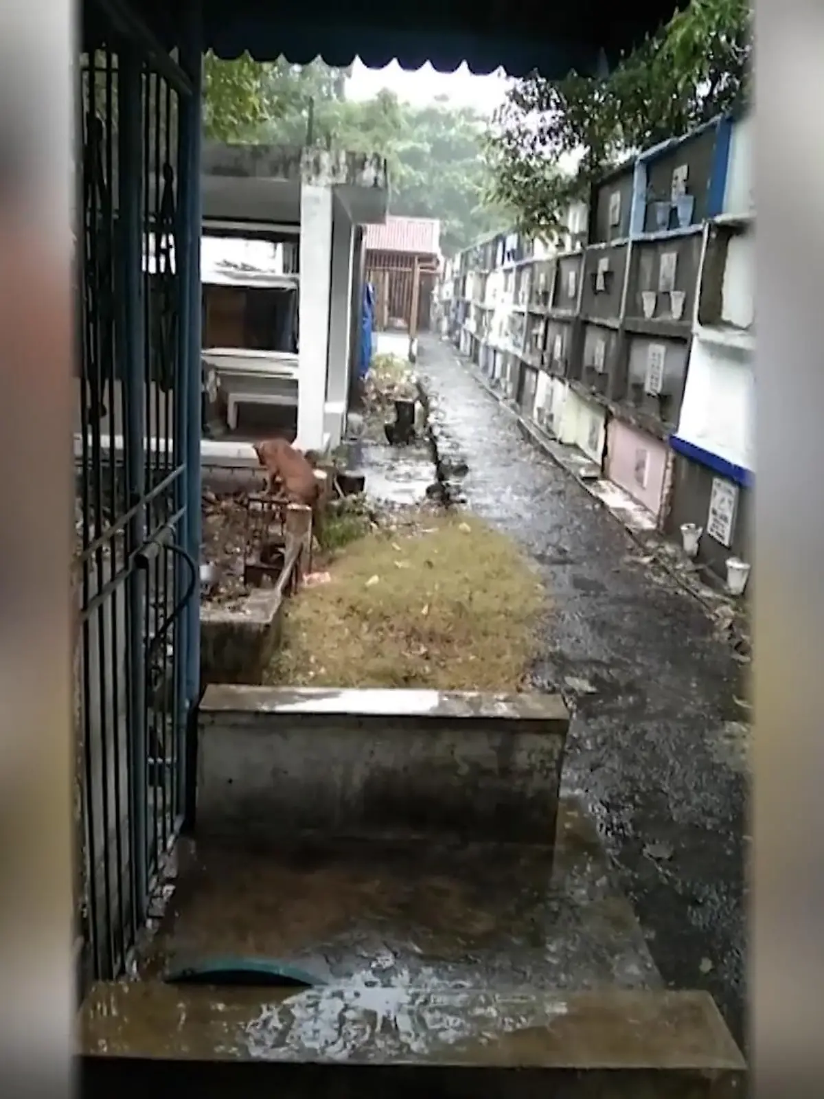 Bild zu: "Hund trauert am Grab um Herrchen"