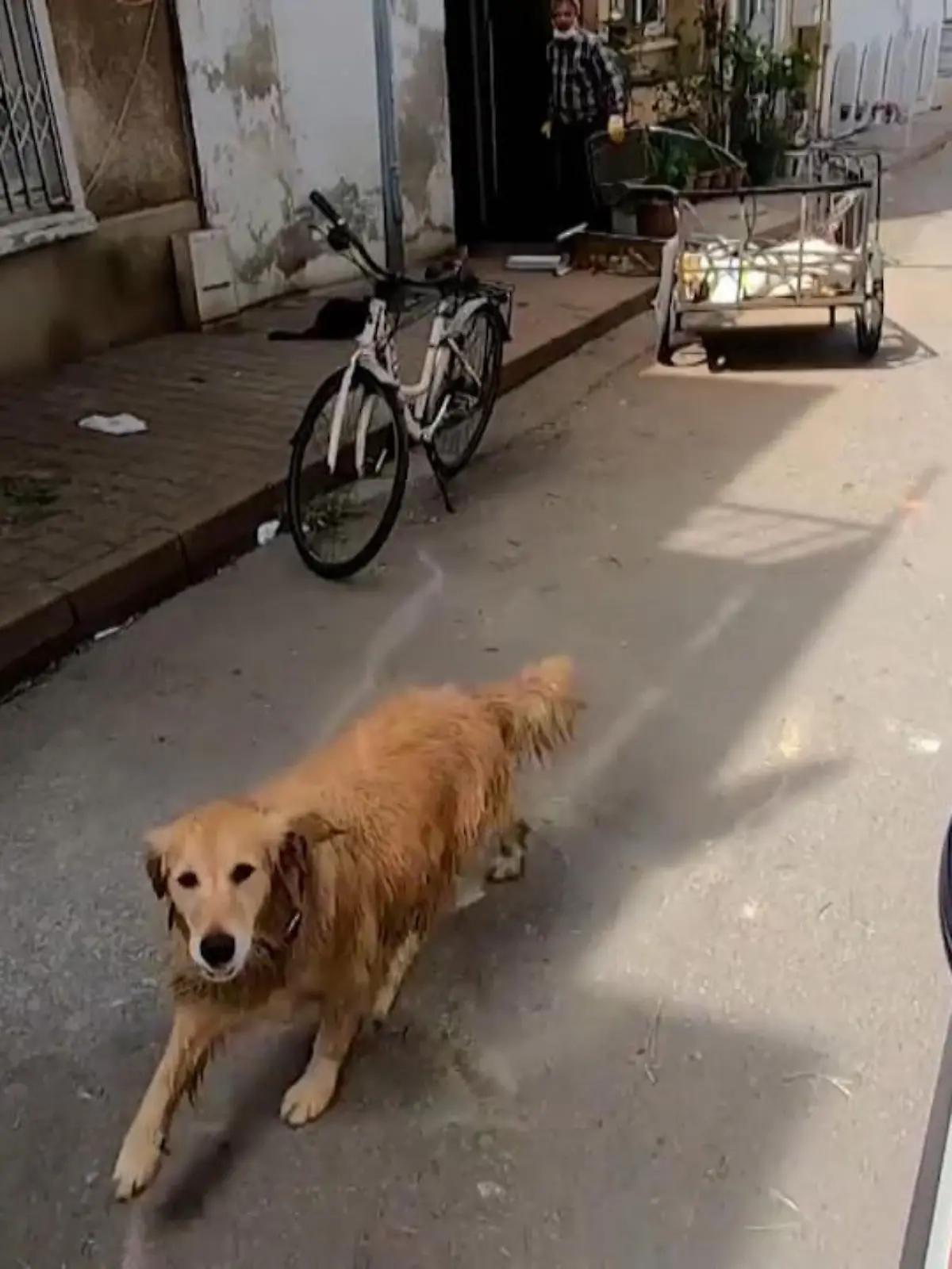 Bild zu: "Hund rennt Krankenwagen hinterher"