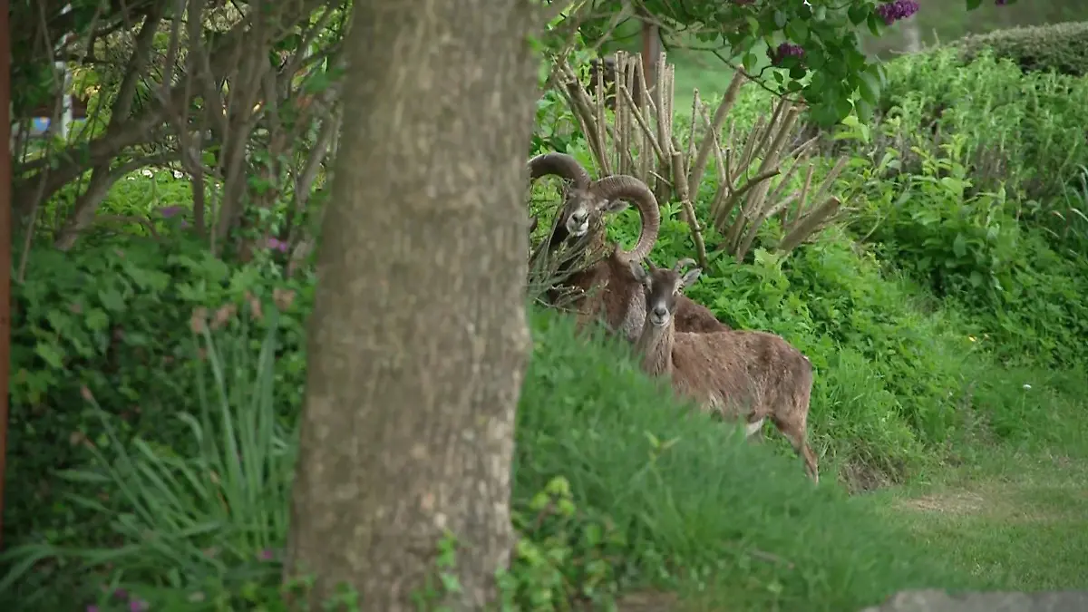 Seit Januar lebt das Mufflon-Paar in der Dorfgemeinde.
