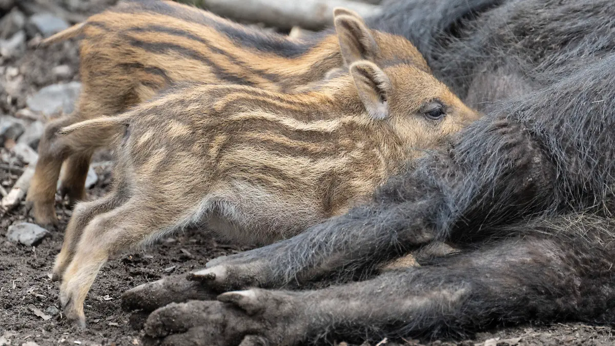 29.03.2023, Hessen, Hanau: Frischlinge trinken aus den Zitzen der Bachen, die sich dazu in ihrem Gehege im Wildpark Hanau auf die Seite gelegt haben. In freier Wildbahn gehören Wildschweine zu den am meisten bejagten Tieren in Deutschland. Foto: Boris Roessler/dpa +++ dpa-Bildfunk +++