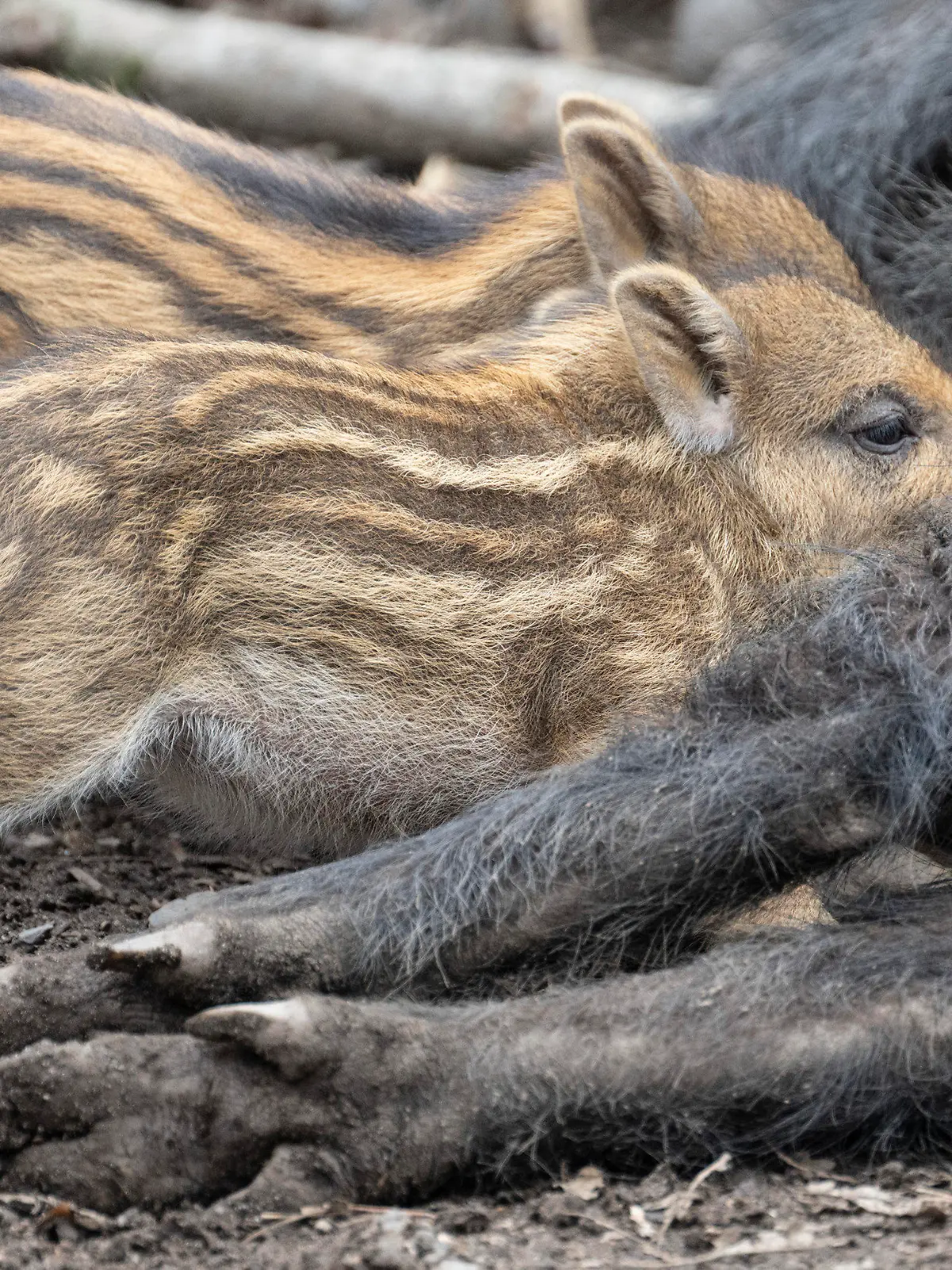 29.03.2023, Hessen, Hanau: Frischlinge trinken aus den Zitzen der Bachen, die sich dazu in ihrem Gehege im Wildpark Hanau auf die Seite gelegt haben. In freier Wildbahn gehören Wildschweine zu den am meisten bejagten Tieren in Deutschland. Foto: Boris Roessler/dpa +++ dpa-Bildfunk +++