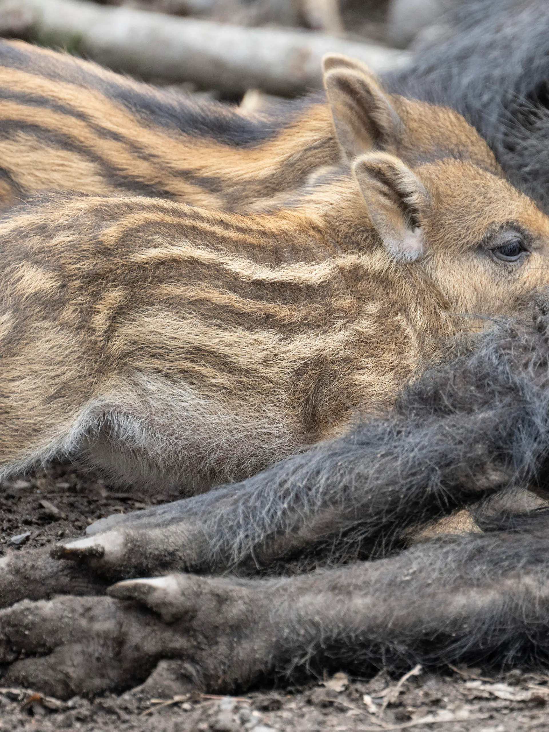 29.03.2023, Hessen, Hanau: Frischlinge trinken aus den Zitzen der Bachen, die sich dazu in ihrem Gehege im Wildpark Hanau auf die Seite gelegt haben. In freier Wildbahn gehören Wildschweine zu den am meisten bejagten Tieren in Deutschland. Foto: Boris Roessler/dpa +++ dpa-Bildfunk +++