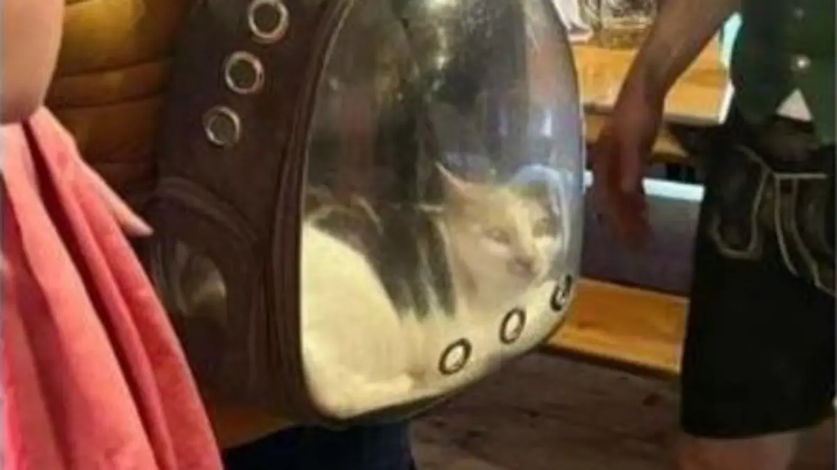 Unter einem Beitrag des Tierheims Passau wurde das Foto von einer Katze, die eine Person in einem transparenten Rucksack mit ins Bierzelt nahm, veröffentlicht.