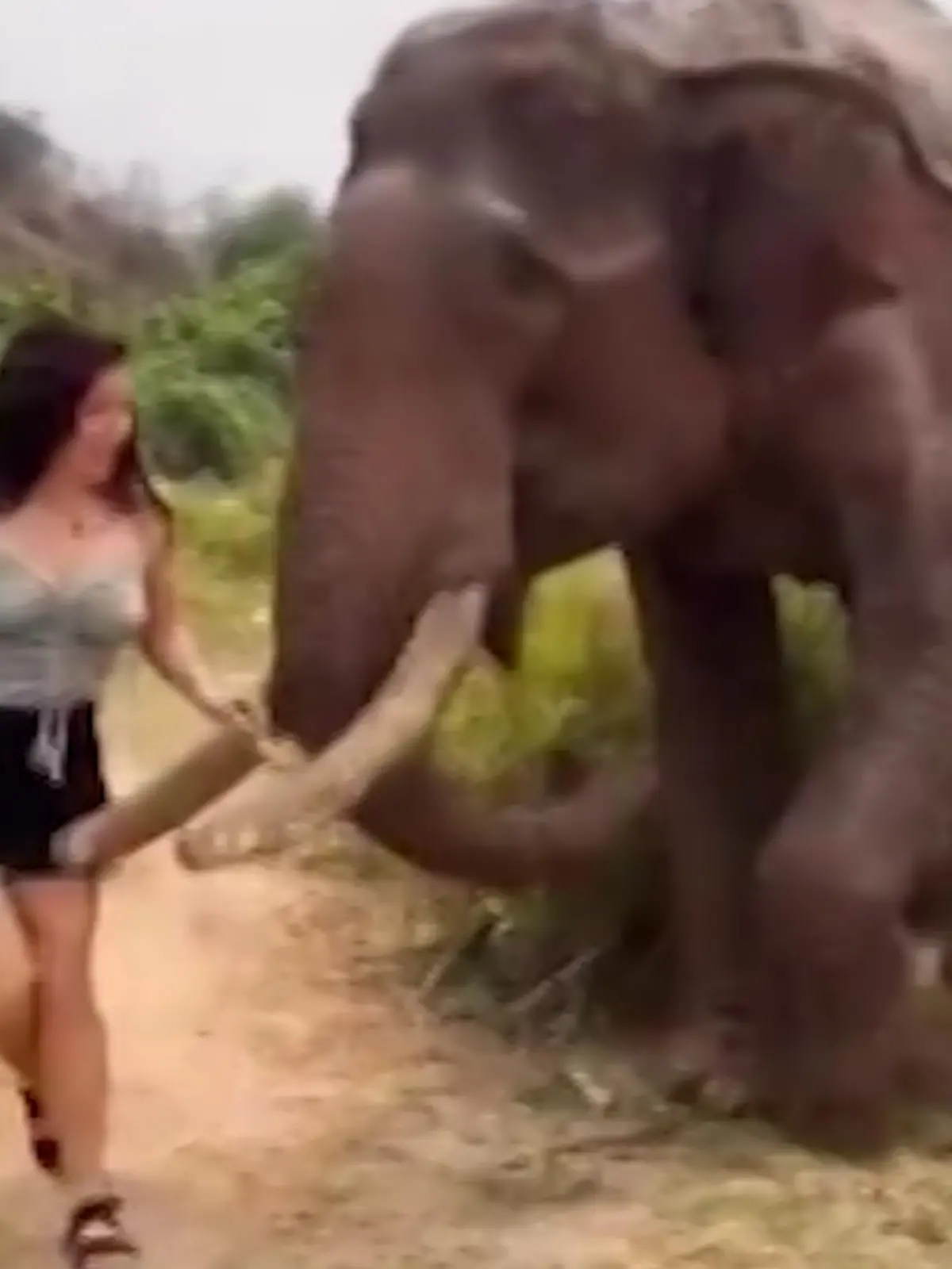 Sie spielt mit dem Feuer – und verbrennt sich dabei die Finger. Eine Touristin wurde auf einer Tour von einem Elefanten angegriffen und dabei leicht verletzt. Im Video sieht man die Frau, wie sie mit einigen Bananen vor der Nase eines Elefanten wedelt. Das Tier hat offensichtlich Hunger und geht immer wieder auf die Frau zu, während sie die Bananen immer wieder wegzieht – bis dem Elefanten der Geduldsfaden reißt.