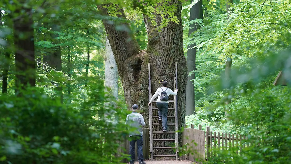 02.06.2021, Schleswig-Holstein, Eutin: Besucher der Bräutigamseiche im Dodauer Forst klettern zum Astloch, dem Briefkasten der alten Eiche. Seit rund 100 Jahren dient ein Astloch im hohlen Stamm der «Bräutigamseiche» als Kontaktbörse für einsame Herzen aus aller Welt. Foto: Marcus Brandt/dpa +++ dpa-Bildfunk +++
