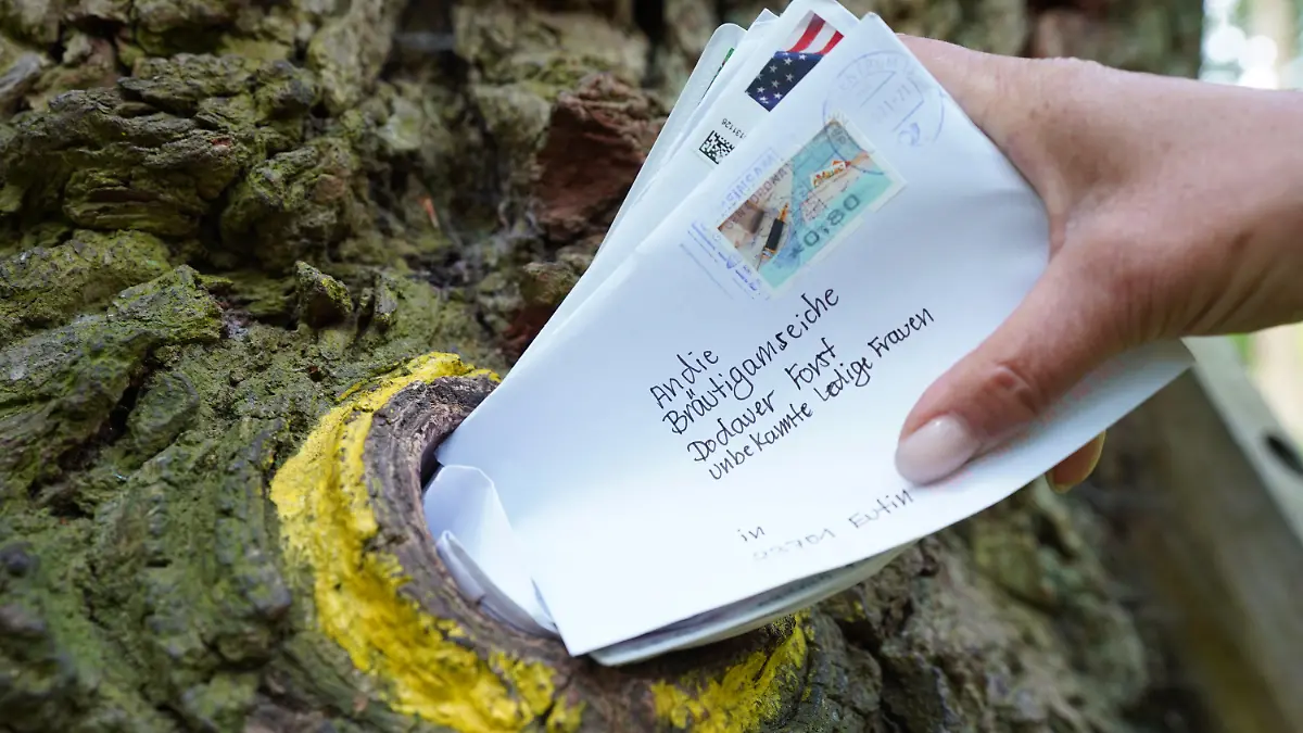 02.06.2021, Schleswig-Holstein, Eutin: Postzustellerin Engeldinger steckt Briefe in das Astloch der Bräutigamseiche im Dodauer Forst. Seit rund 100 Jahren dient ein Astloch im hohlen Stamm der «Bräutigamseiche» als Kontaktbörse für einsame Herzen aus aller Welt. Foto: Marcus Brandt/dpa +++ dpa-Bildfunk +++