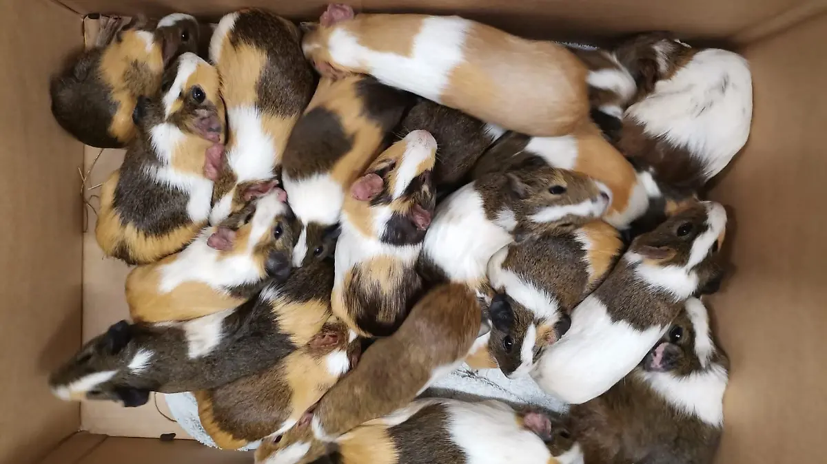70 gerettete Meerschweinchen im Tierheim Haßberge