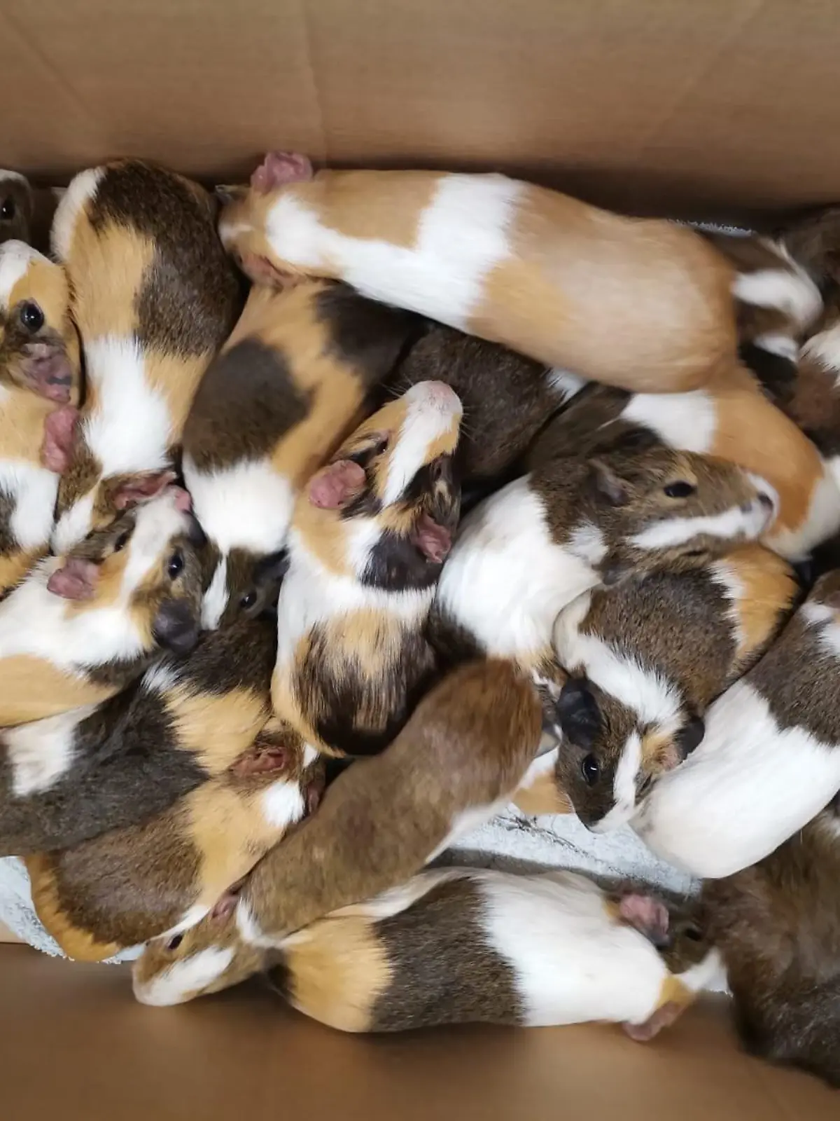 70 gerettete Meerschweinchen im Tierheim Haßberge
