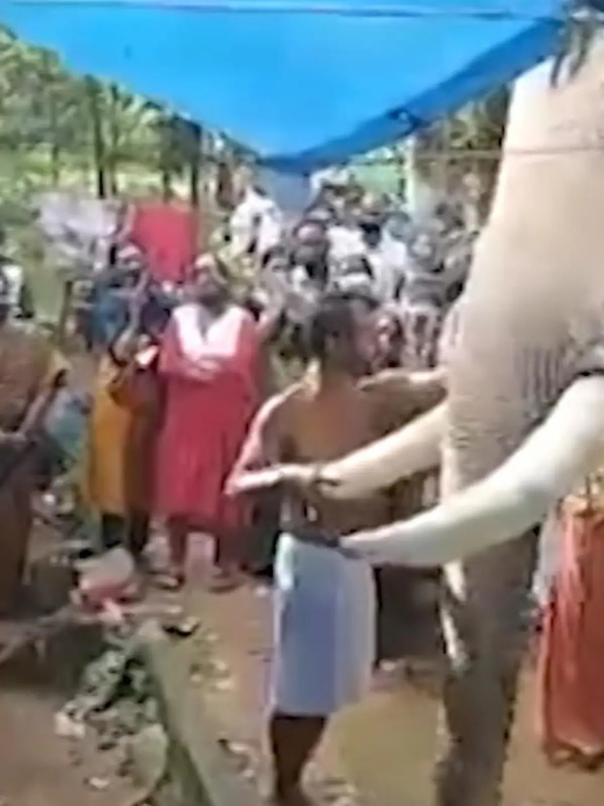 Bild zu: "Elefant nimmt Abschied von Besitzer"