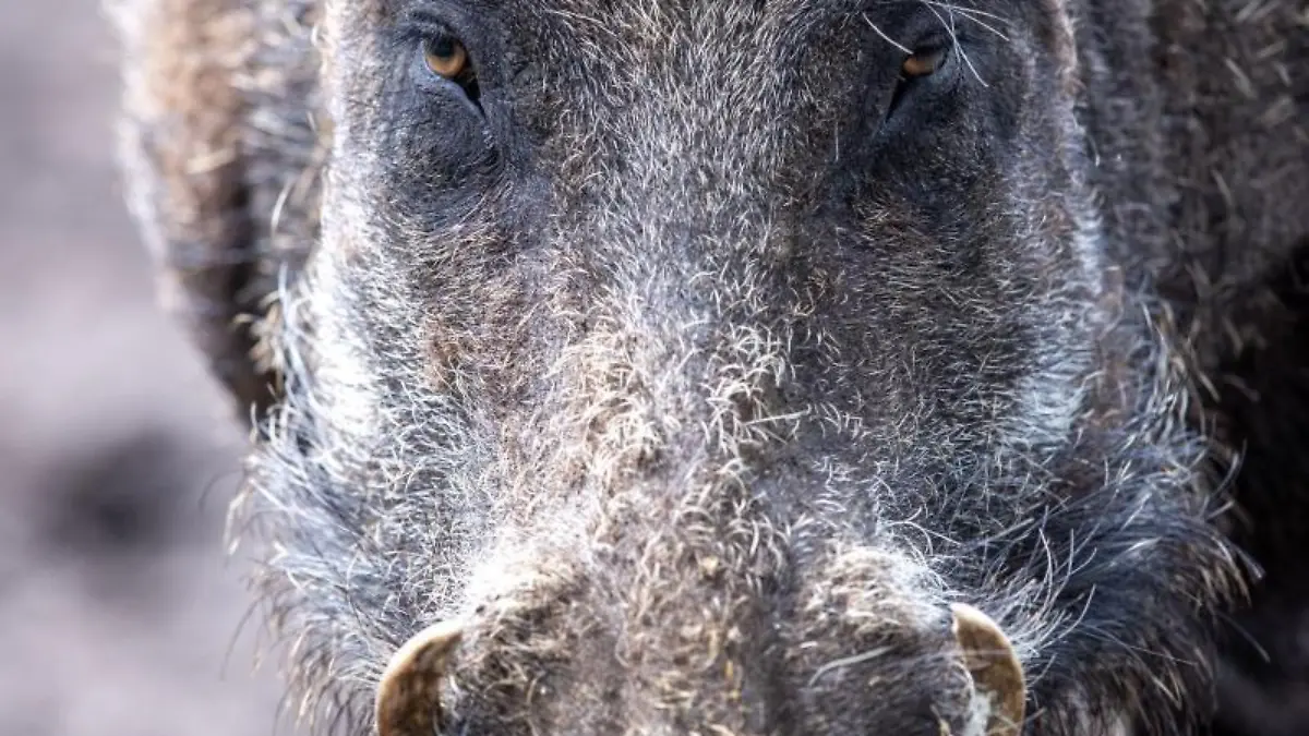 Wildschwein