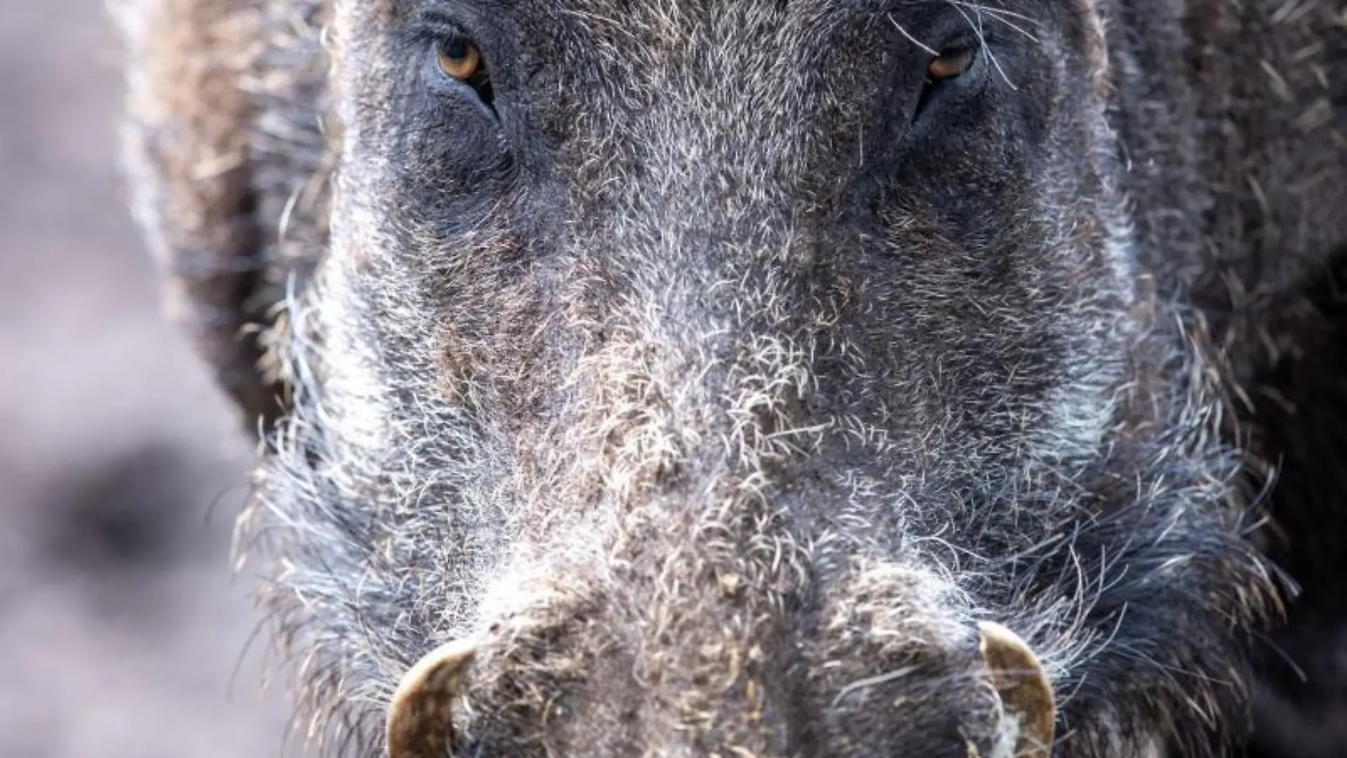 Wildschwein