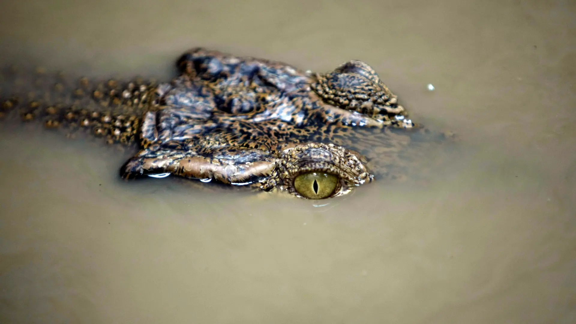 ARCHIV - An illegal crocodile confiscated from its owner looks from a pond as it is evacuated by Aceh Natural Resource Conservation Agency (BKSDA) helpers in Banda Aceh, Indonesia 30 May 2014. Photo: EPA/HOTLI SIMANJUNTAK (zu dpa "Krokodile sollen verurteilte Drogenhändler in Indonesien bewachen" vom 10.11.20159 +++(c) dpa - Bildfunk+++