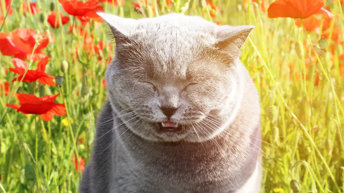 Eine flauschige, graue Katze sitzt in einem Feld und schließt ihre Augen und niest.