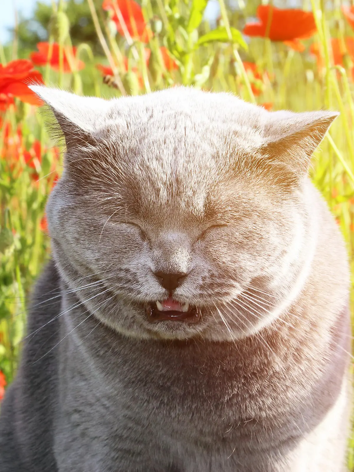 Eine flauschige, graue Katze sitzt in einem Feld und schließt ihre Augen und niest.