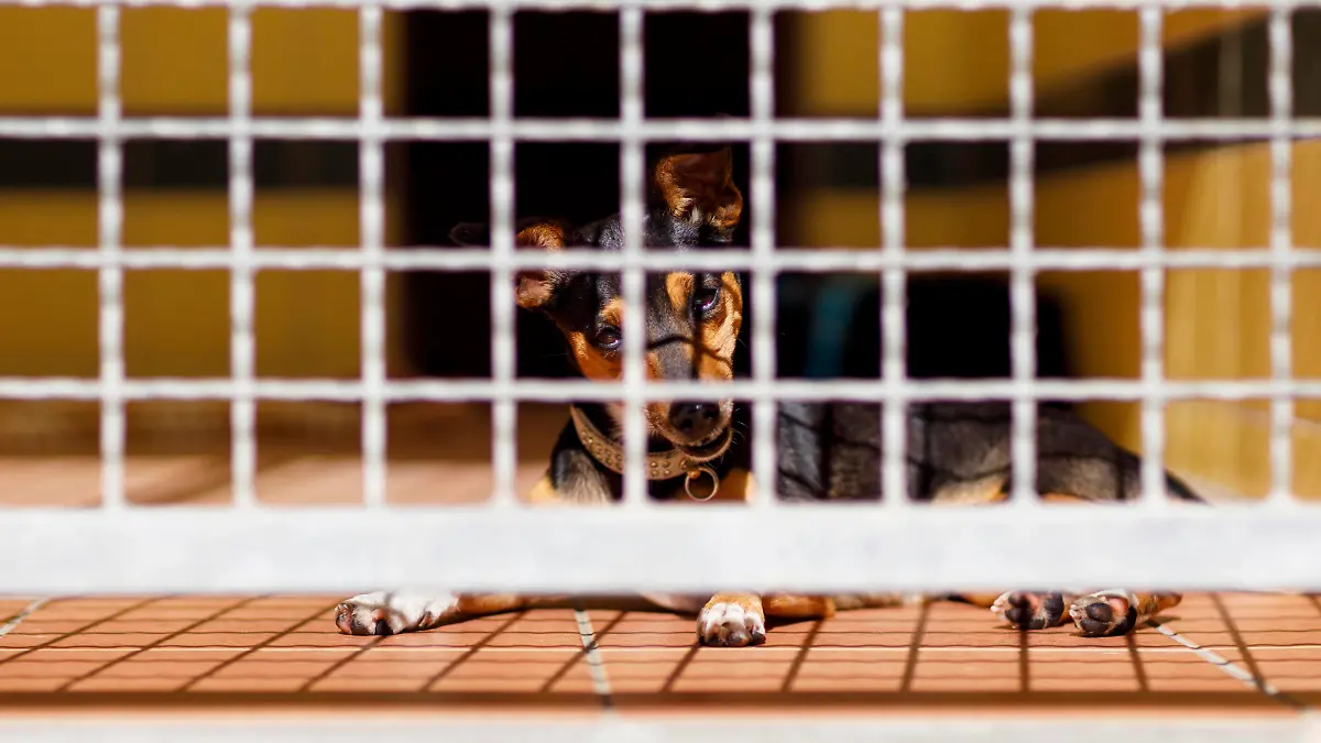 Hunde im Tierheim Dellbrück warten auf Vermittlung. Symbolbild, Themenbild Köln, 15.09.2020 *** Dogs in the animal shelter Dellbrück wait for mediation Symbol picture, theme picture Cologne, 15 09 2020 Foto:xC.xHardtx/xFuturexImage
