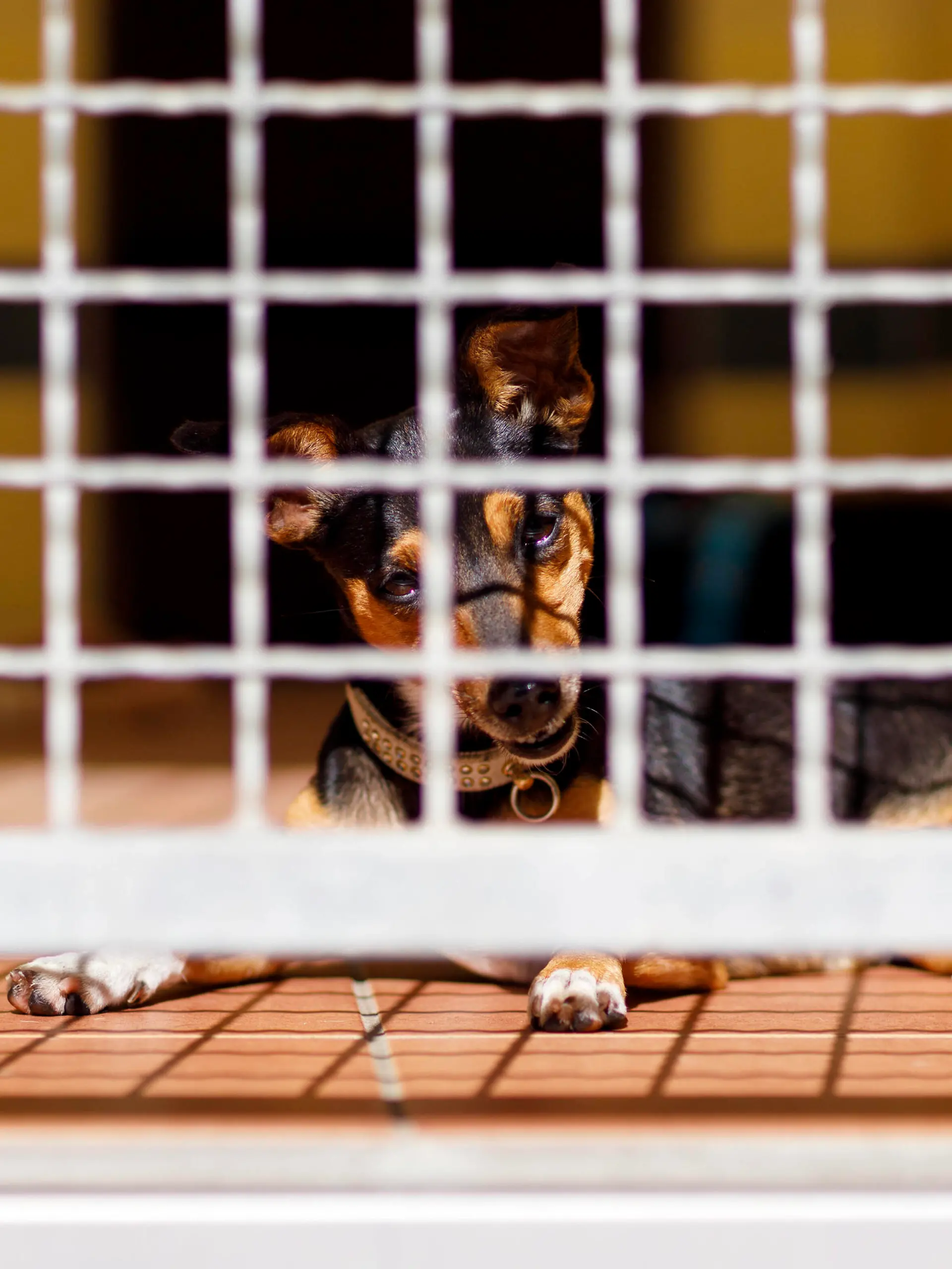  Hunde im Tierheim Dellbrück warten auf Vermittlung. Symbolbild, Themenbild Köln, 15.09.2020 *** Dogs in the animal shelter Dellbrück wait for mediation Symbol picture, theme picture Cologne, 15 09 2020 Foto:xC.xHardtx/xFuturexImage