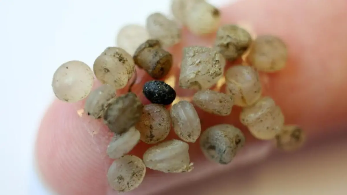 Mikroplastik-Teilchen aus dem Meer kleben an einem Finger