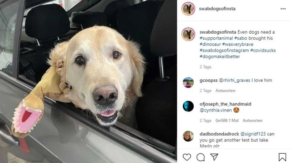 Der Instagram-Account "Swab Dogs of Insta" sorgt während des Corona-Lockdowns für gute Laune.