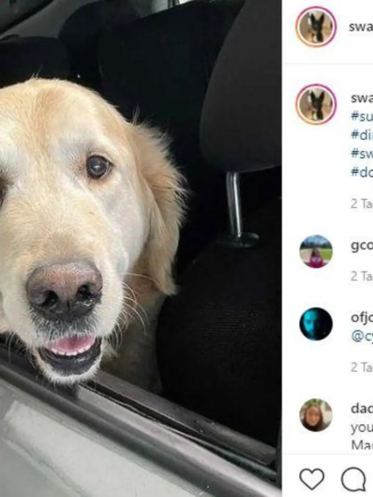 Der Instagram-Account "Swab Dogs of Insta" sorgt während des Corona-Lockdowns für gute Laune.