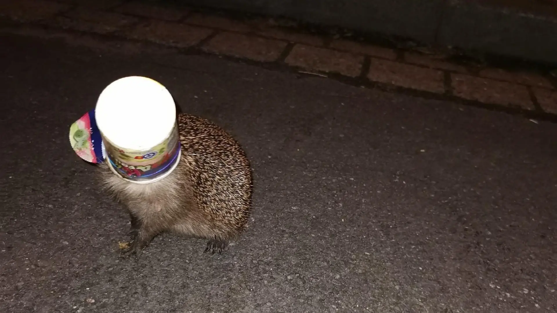 Igel1111