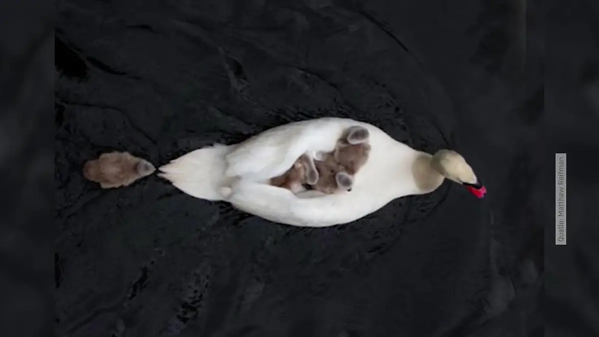 Ganz schön flauschige Fahrt Küken nutzen Schwanenpapa als Boot
