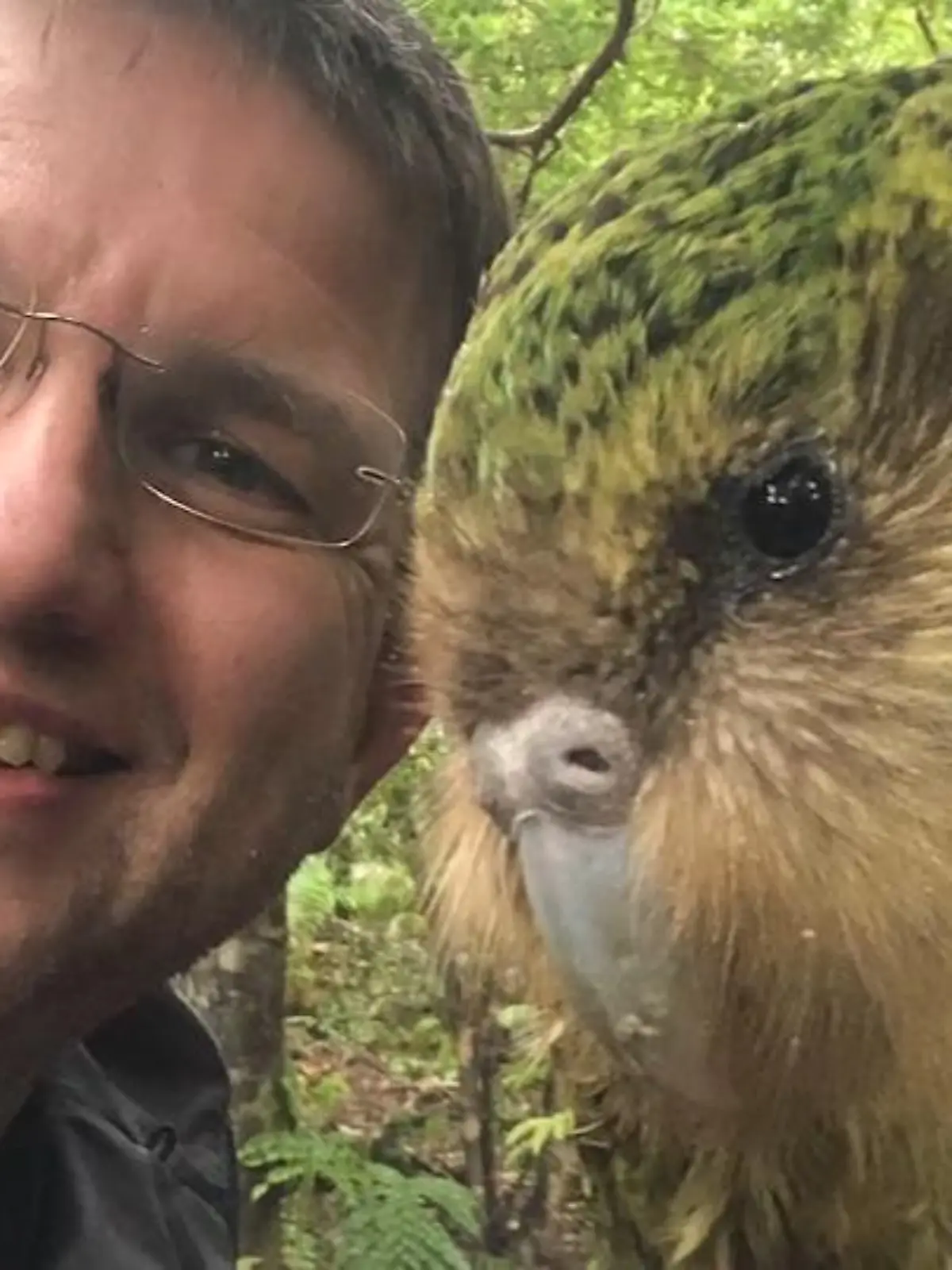 Weniger als 200 Exemplare gibt es vom Kakapo, einer bedrohten Vogelart aus Neuseeland. Um den Bestand der seltenen Papageien zu erhalten, hat sich Tiermediziner Michael Lierz aus Laubach einem besonderen Projekt angeschlossen. Gemeinsam mit seinem Team hat der Professor an der Uni Gießen ein spezielles Gerät entwickelt, um bei den Kakapos für mehr Nachwuchs zu sorgen. Wie genau das funktioniert und was der „Spermakopter“ damit zu tun hat, zeigen wir im Video.