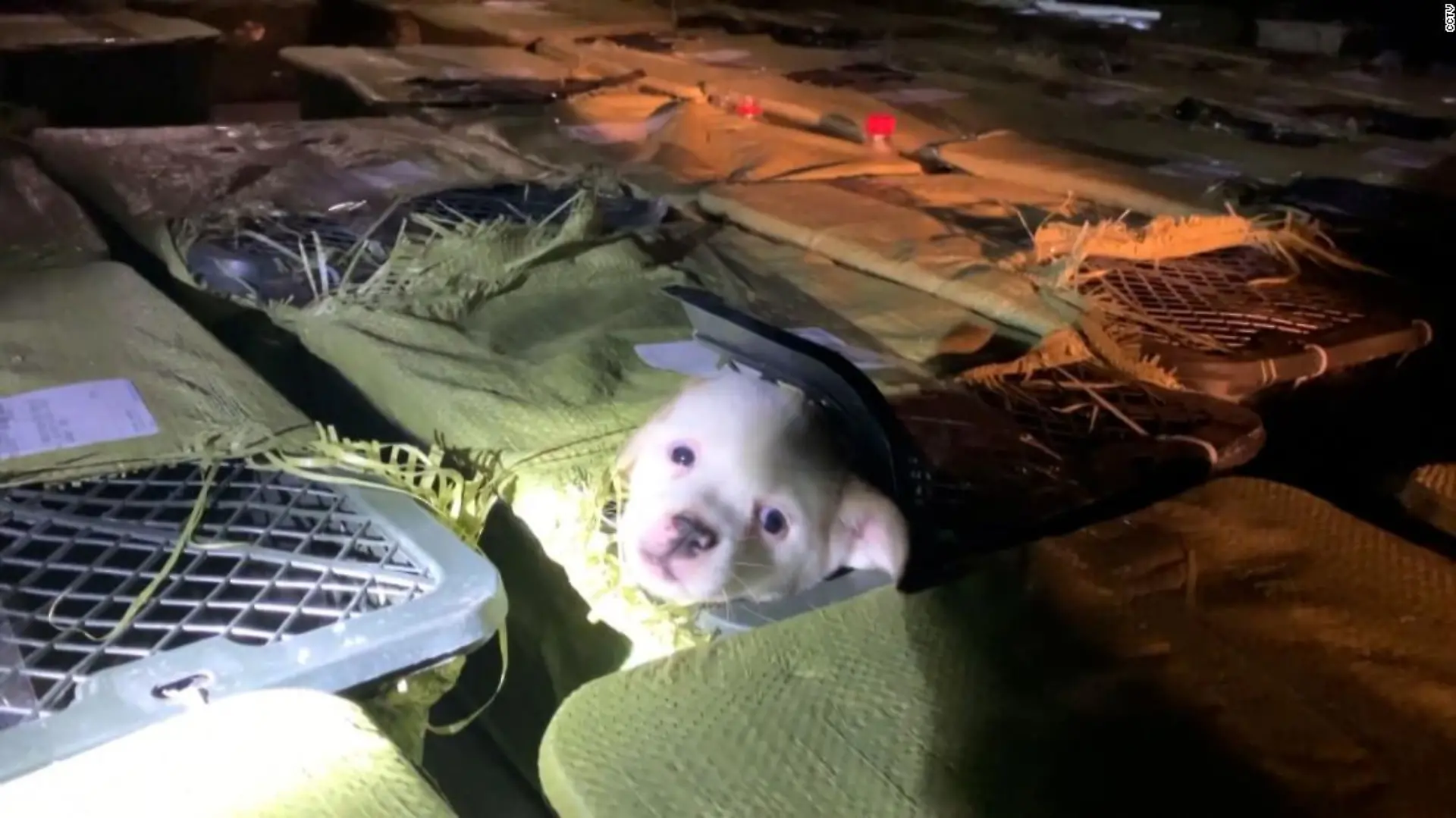 Viele dieser kleinen Hundewelpen haben den Transport nicht überlebt.