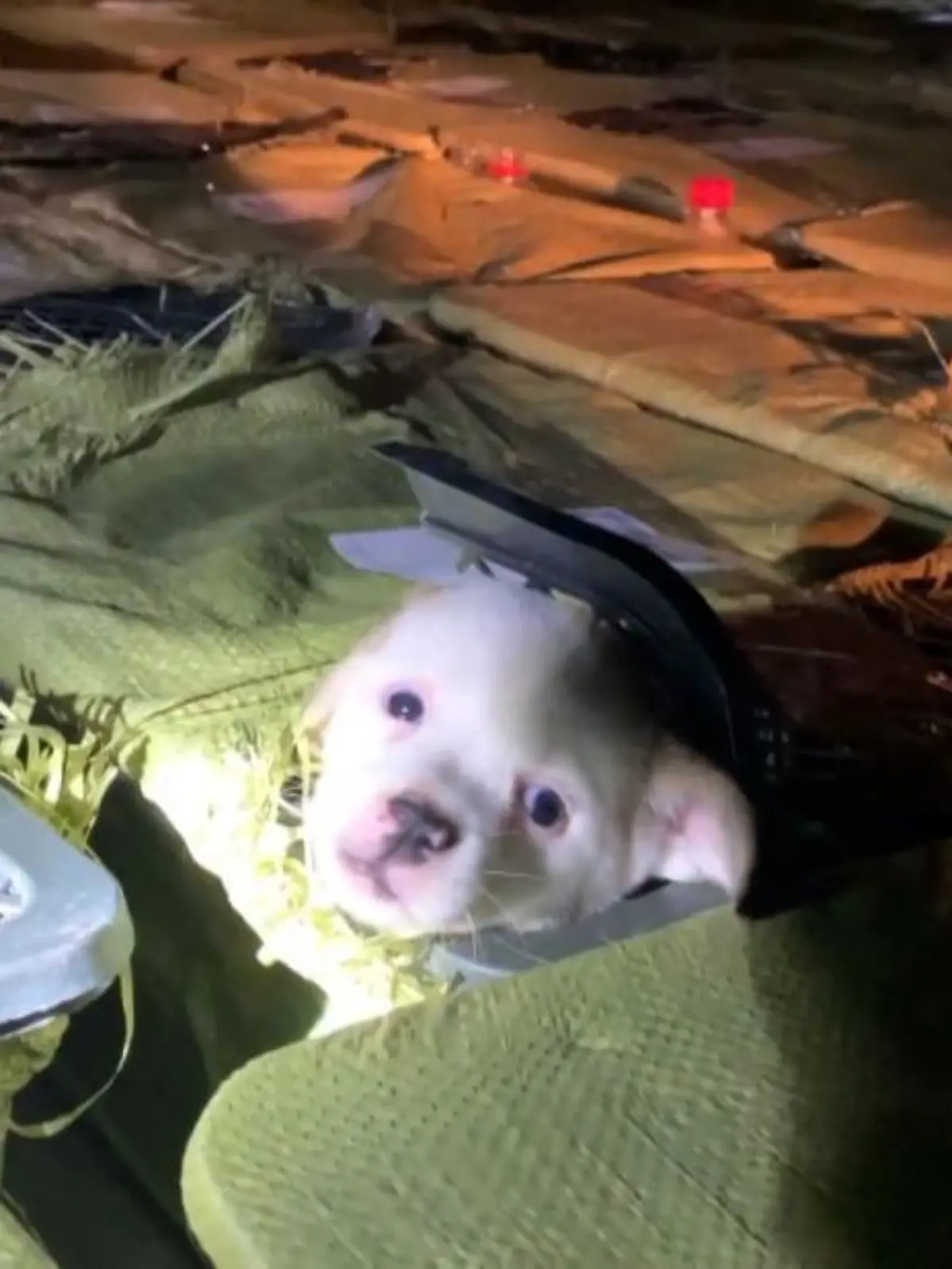 Viele dieser kleinen Hundewelpen haben den Transport nicht überlebt.