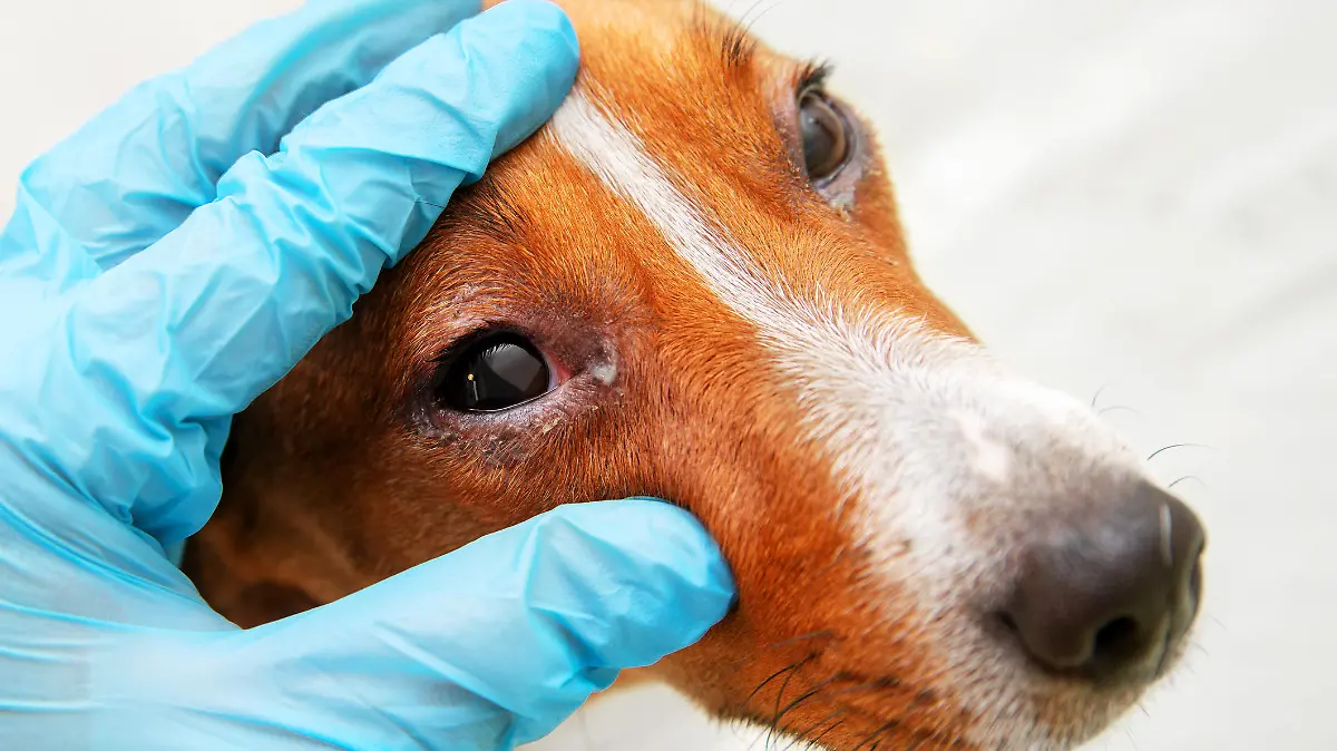 So können Sie Ihrem Hund bei einer Pollen-Allergie helfen