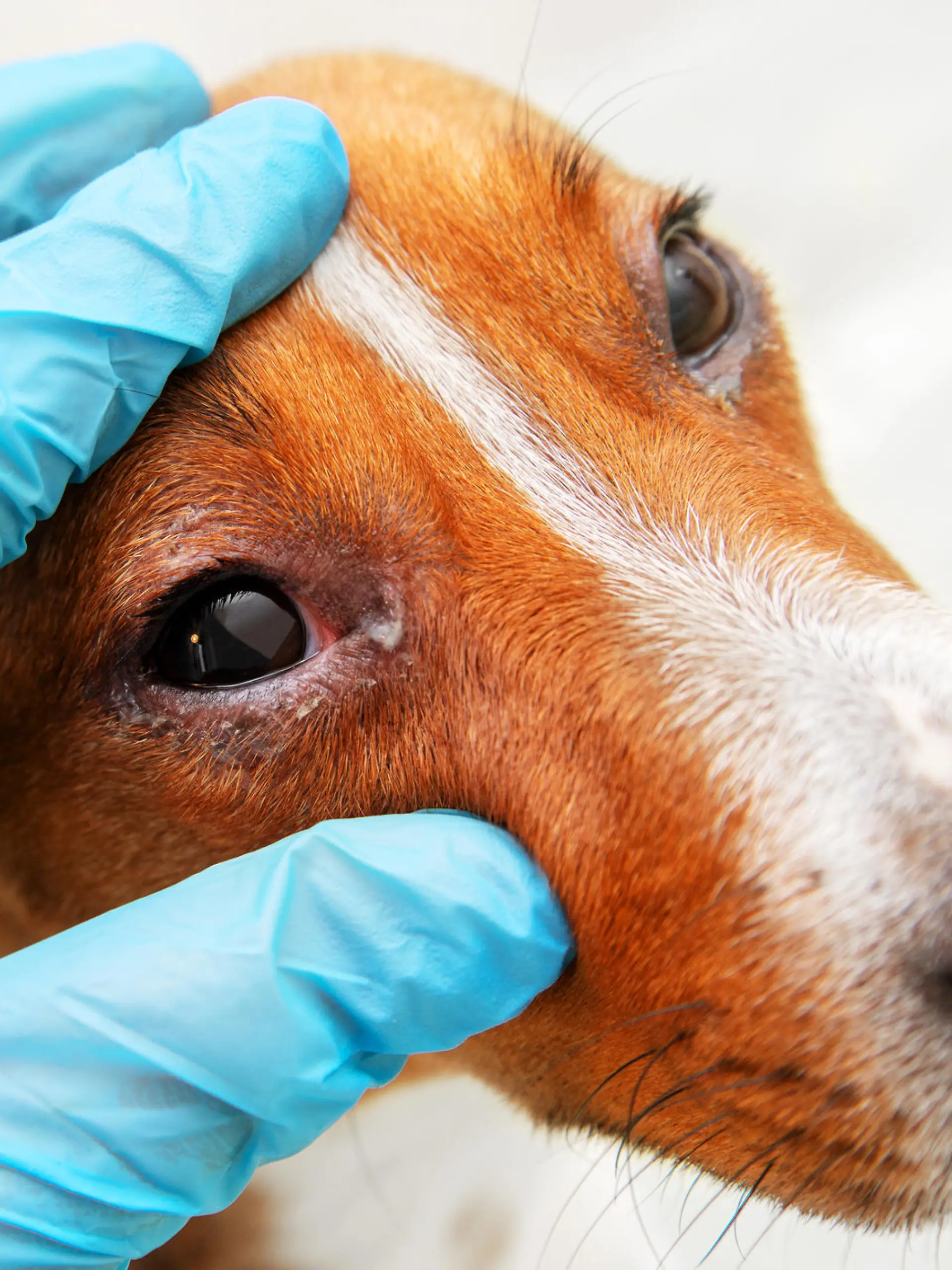 So können Sie Ihrem Hund bei einer Pollen-Allergie helfen