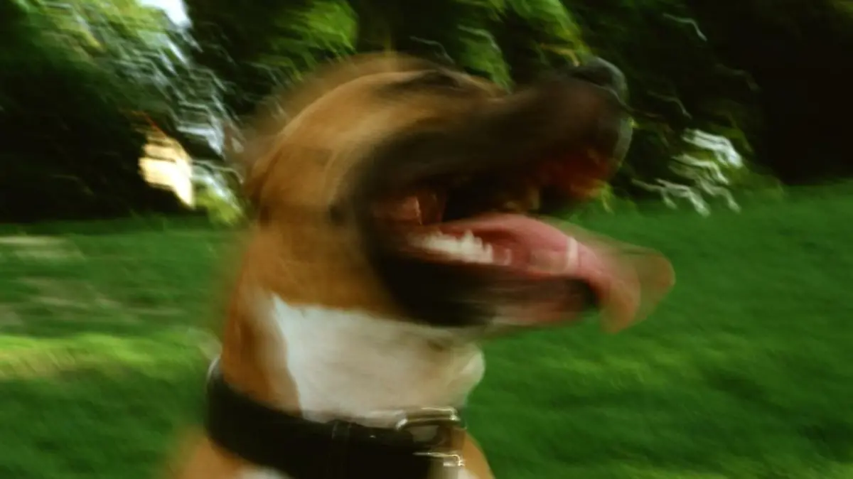 American Staffordshire Terrier mit kurzem, dichtem und glänzenden Haar. Fälschlicherweise werden sie als Pit Bull, Pit Dog, American Bull Terrier, Yankee Terrier oder Half-and Half bezeichnet.