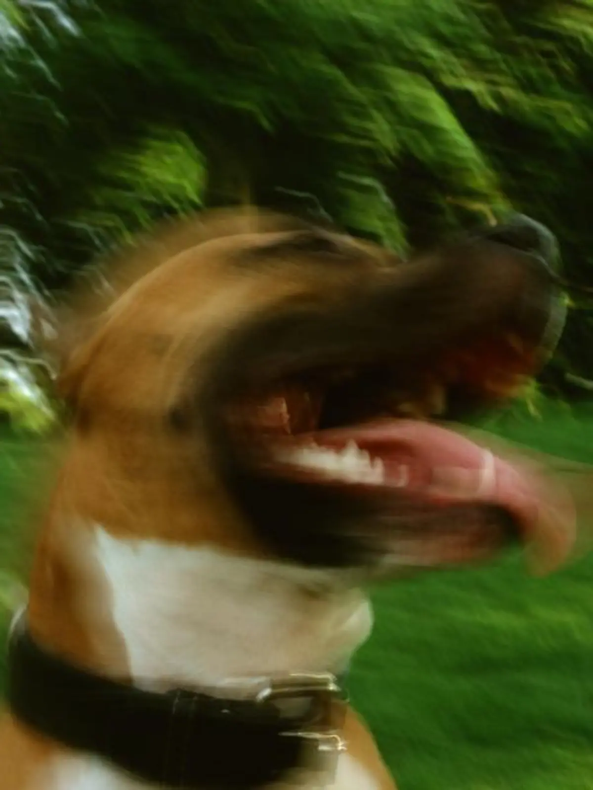 American Staffordshire Terrier mit kurzem, dichtem und glänzenden Haar. Fälschlicherweise werden sie als Pit Bull, Pit Dog, American Bull Terrier, Yankee Terrier oder Half-and Half bezeichnet.   