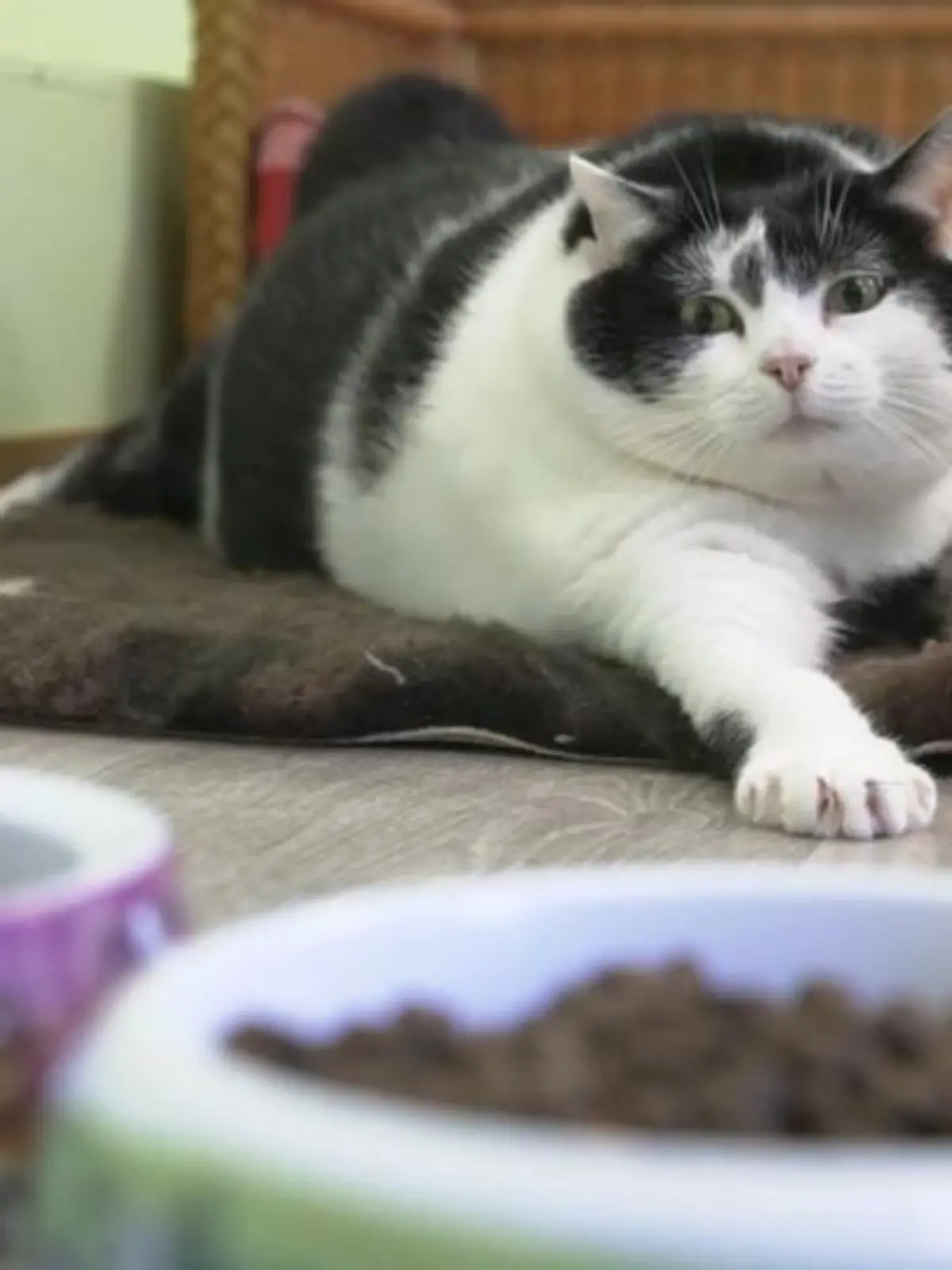 Trudi ist ein echter Katzenjammer: Mit 14 Kilo bringt sie drei Mal so viel auf die Waage wie andere Katzen. Wegen ihres Übergewichts schwebt die Katze in Lebensgefahr. Im Tierheim hat man ihr deshalb jetzt eine Diät verordnet.