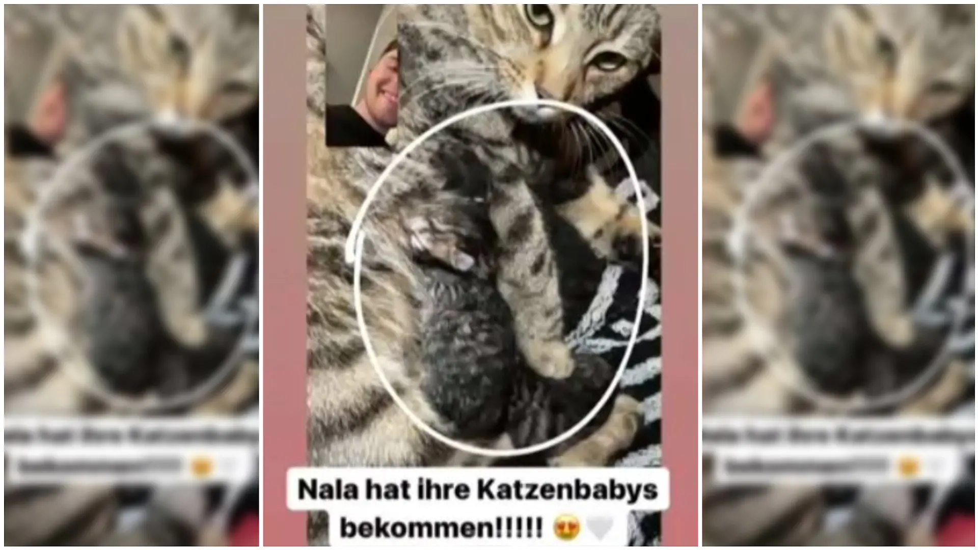 Mike Singer hat den Nachwuchs von Katze Nala via Video-Call gesehen