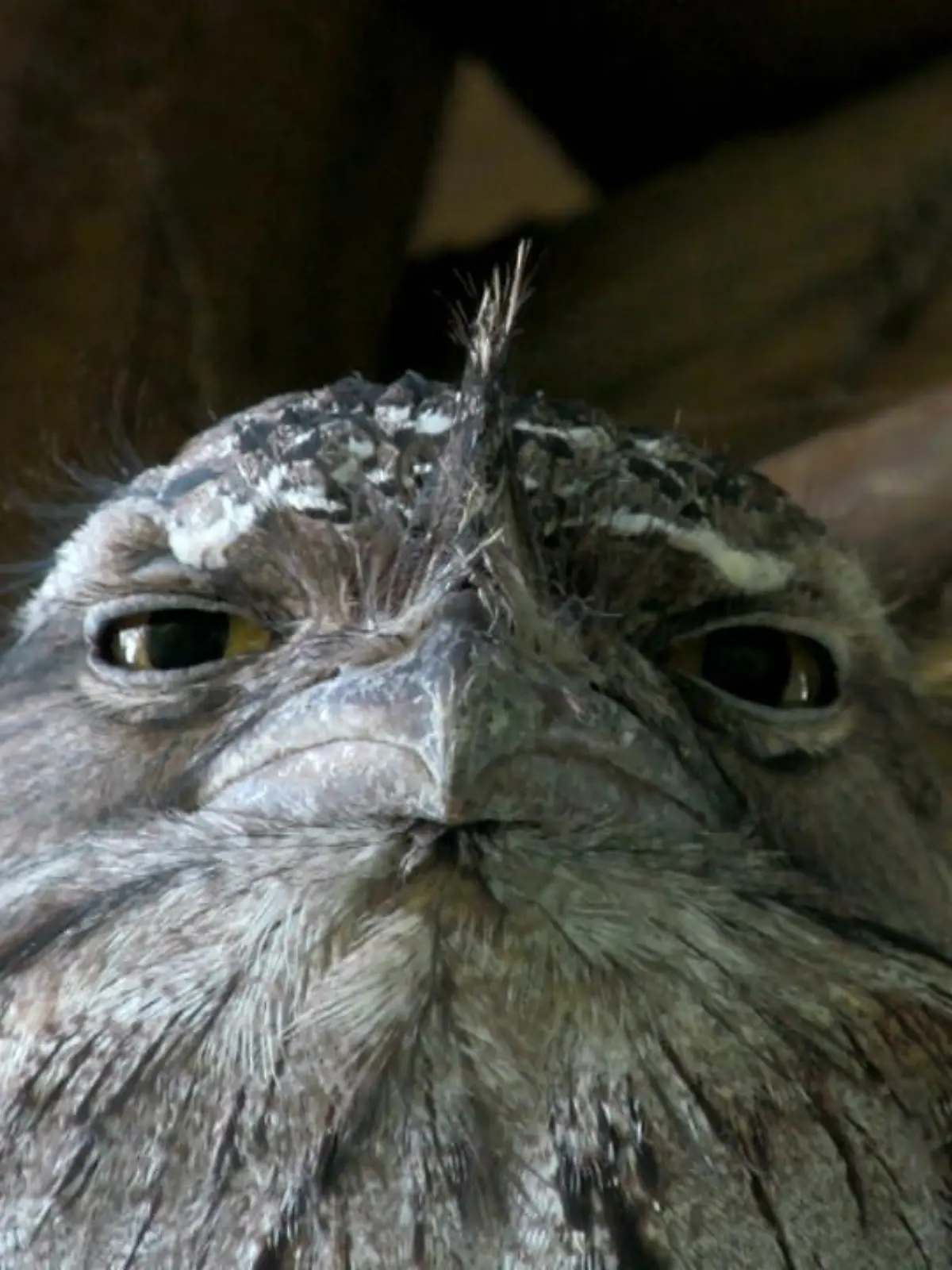 Ein ganz schön schräger Vogel erobert Instagram mit seinem Blick.