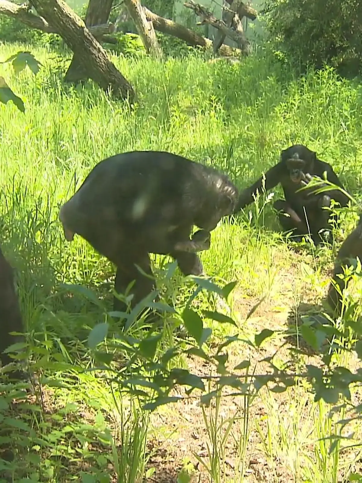 Das war ein ganz besonderer Tag für den Frankfurter Zoo, denn Bonobo-Dame Margrit feierte ihren 70. Geburtstag – und das ist für Bonobos ganz schön rekordverdächtig. Ihr gutes Aussehen und ihre Energie hat Margrit aber nicht nur der guten Pflege im Frankfurter Zoo zu verdanken.