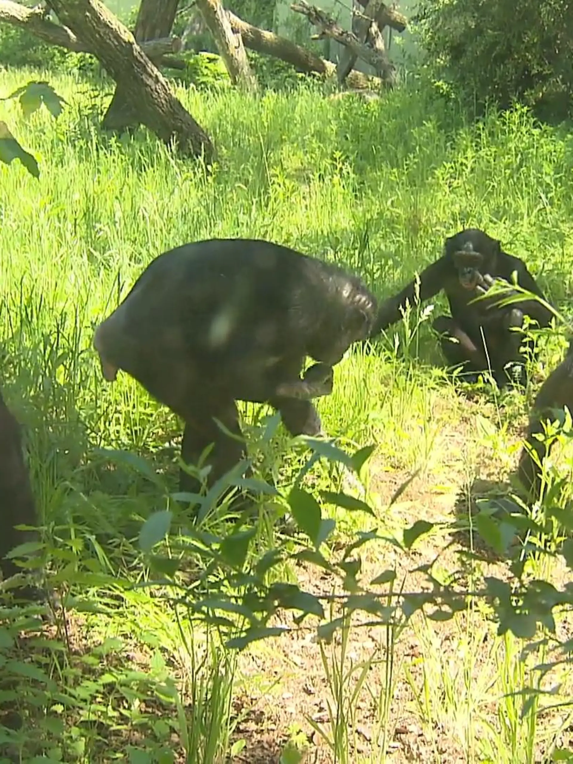 Das war ein ganz besonderer Tag für den Frankfurter Zoo, denn Bonobo-Dame Margrit feierte ihren 70. Geburtstag – und das ist für Bonobos ganz schön rekordverdächtig. Ihr gutes Aussehen und ihre Energie hat Margrit aber nicht nur der guten Pflege im Frankfurter Zoo zu verdanken.