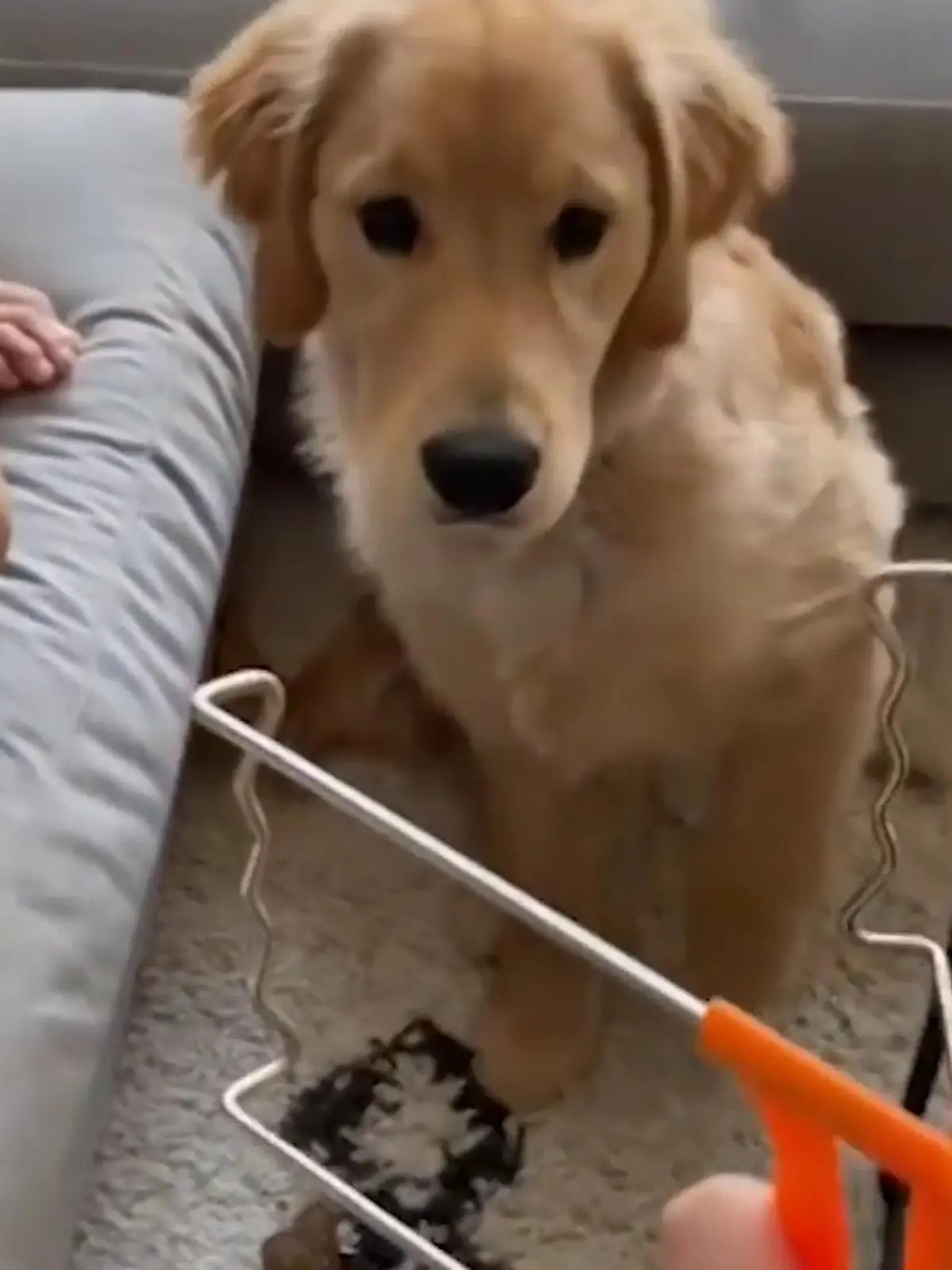 Blitz, Donner - das sind Ängste, die wir von Hunden kennen. Aber diese Ängste sind neu.